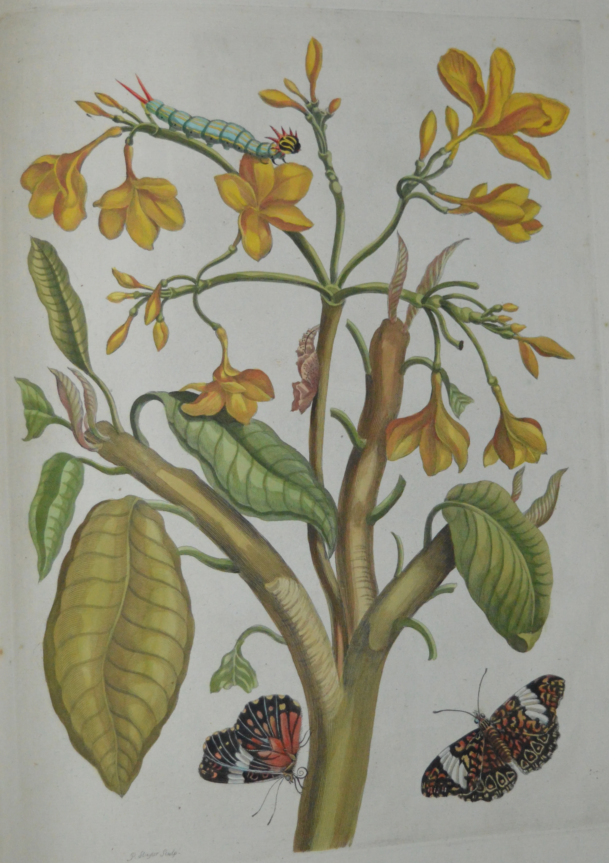 Maria Sibylla Merian, Dimensions: 60cm x 40cm, unframed, **Can be reproduced in a different size**