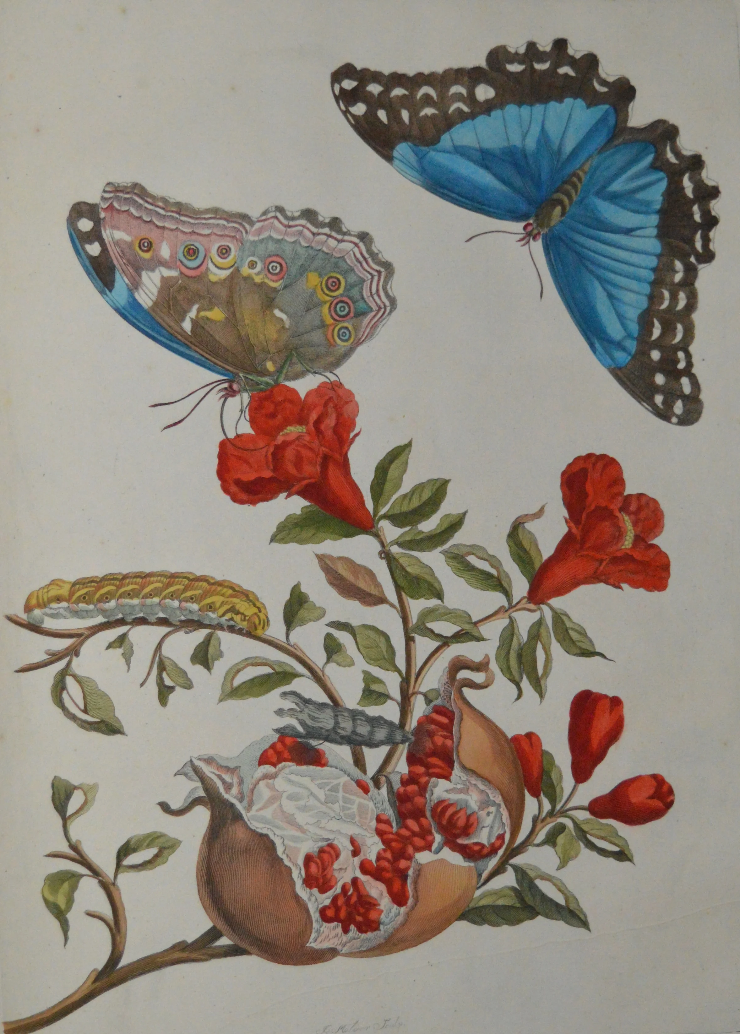 Maria Sibylla Merian, Dimensions: 60cm x 40cm, unframed, **Can be reproduced in a different size**