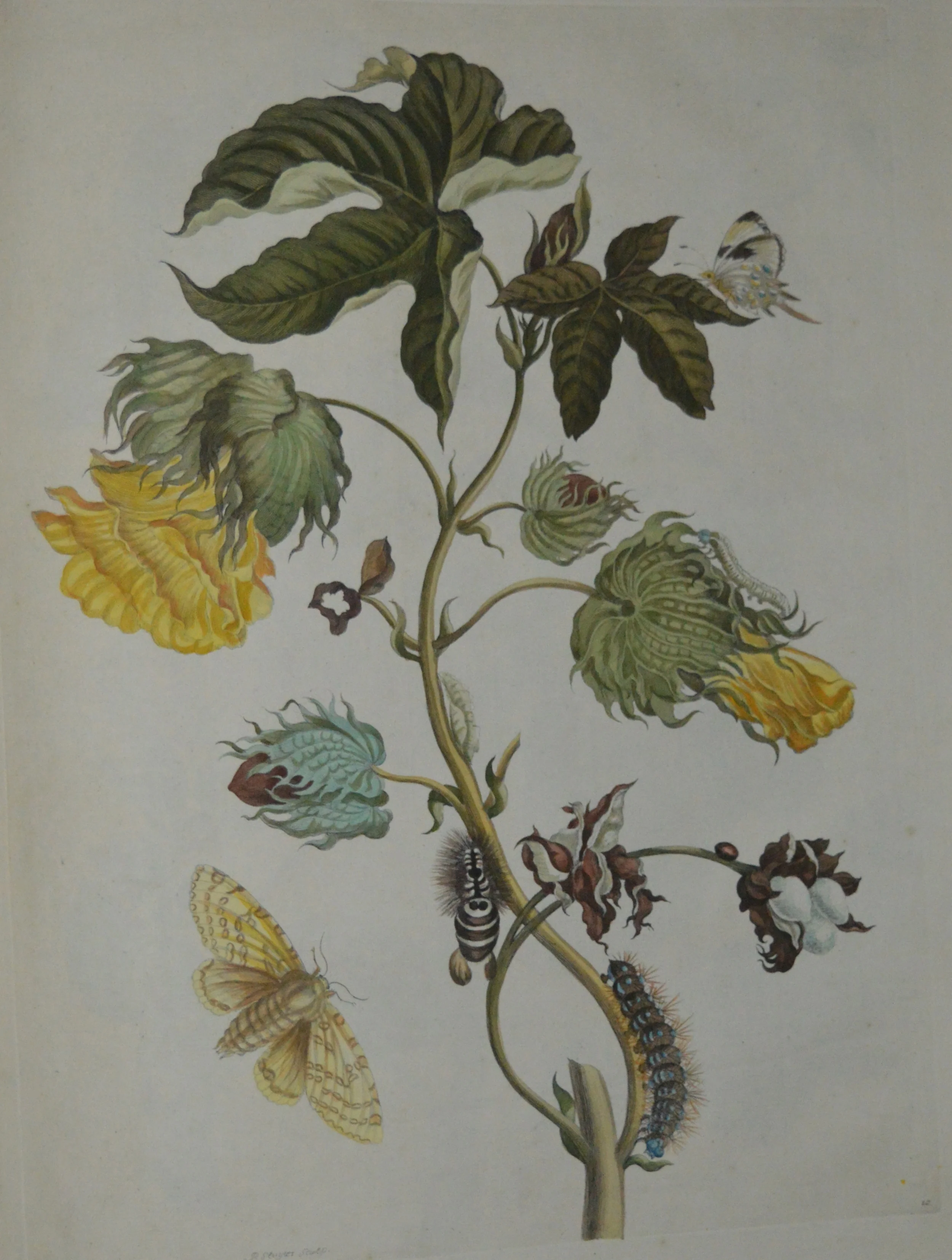 Maria Sibylla Merian, Dimensions: 60cm x 40cm, unframed **Can be reproduced in a different size**
