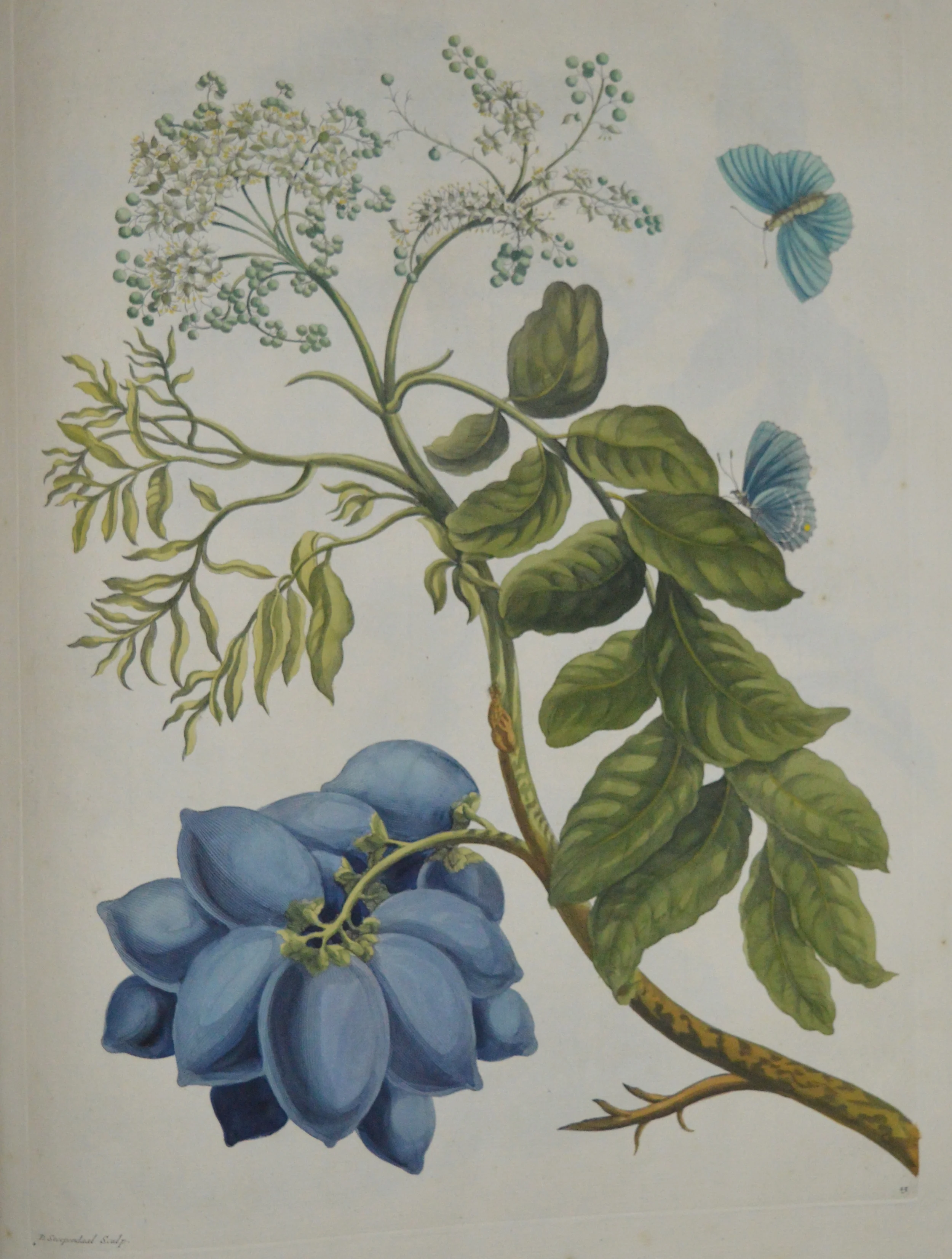 Maria Sibylla Merian, Dimensions: 60cm x 40cm, unframed, **Can be reproduced in a different size**