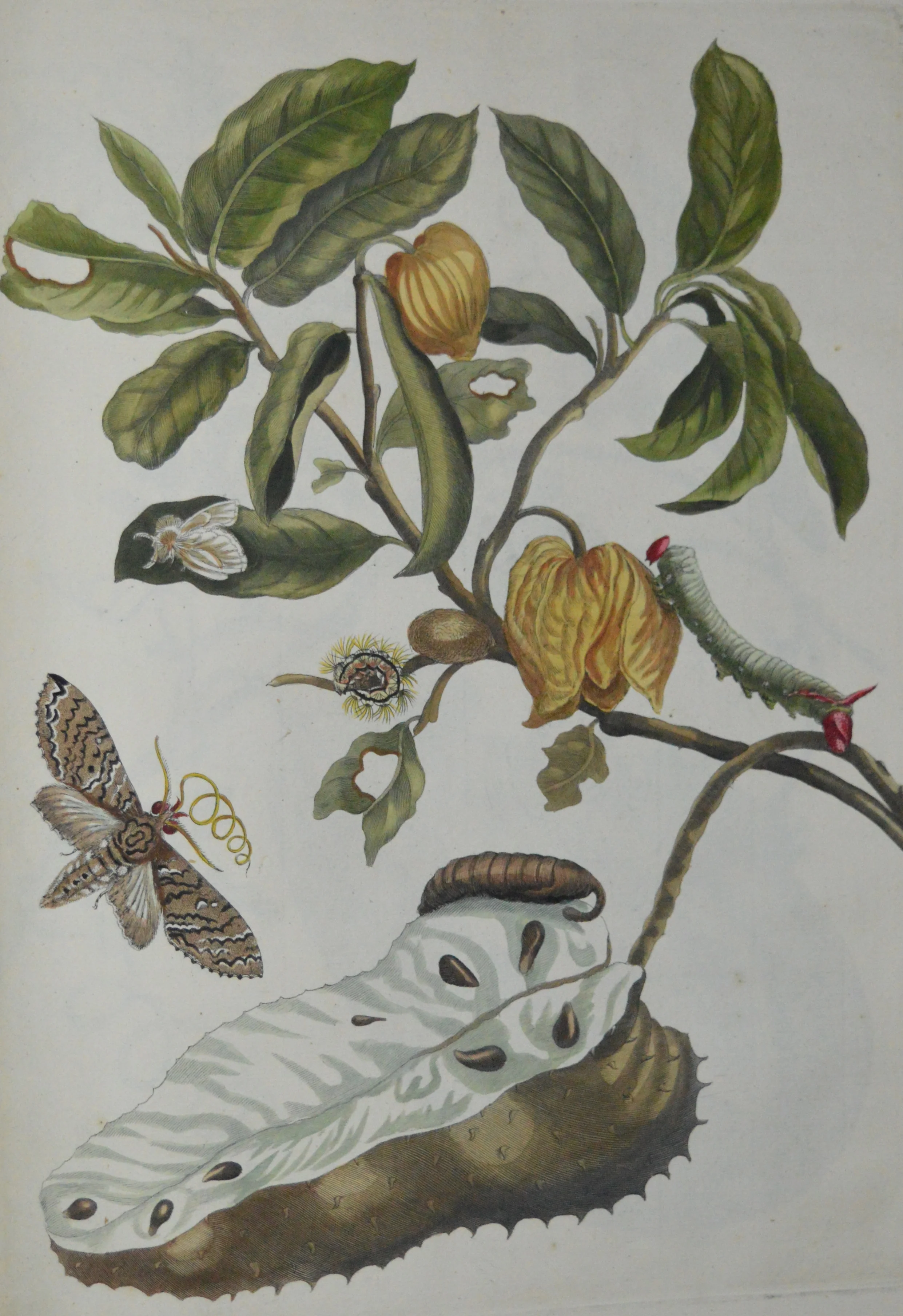 Maria Sibylla Merian, Dimensions: 60cm x 40cm, unframed, **Can be reproduced in a different size**