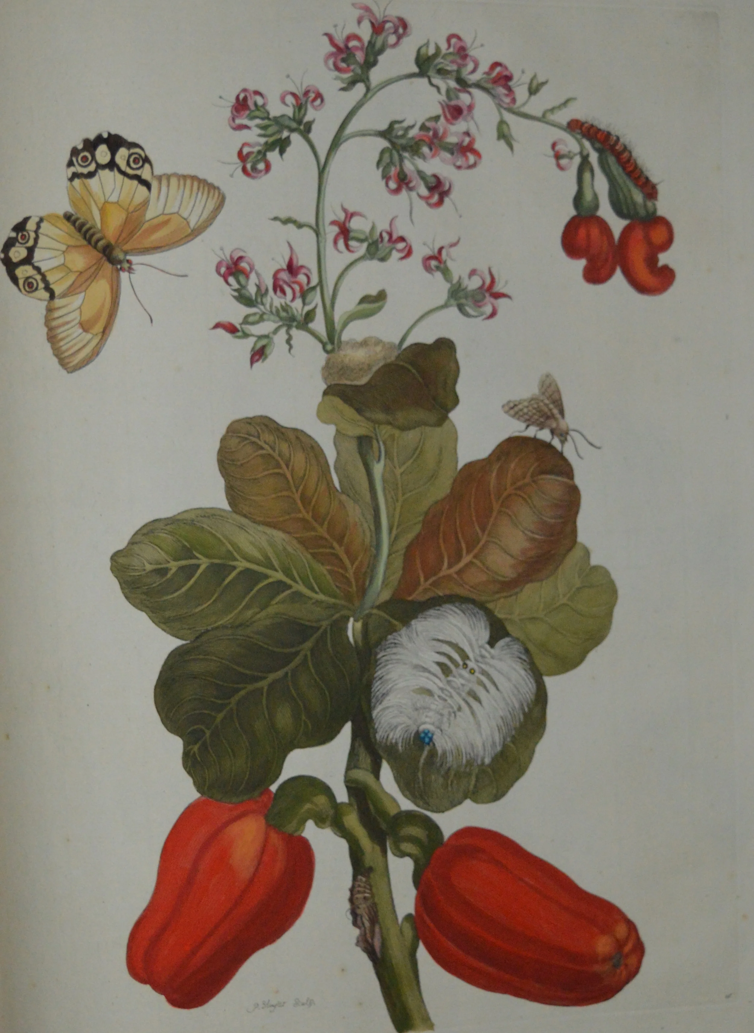 Maria Sibylla Merian, Dimensions: 60cm x 40cm, unframed, **Can be reproduced in a different size**