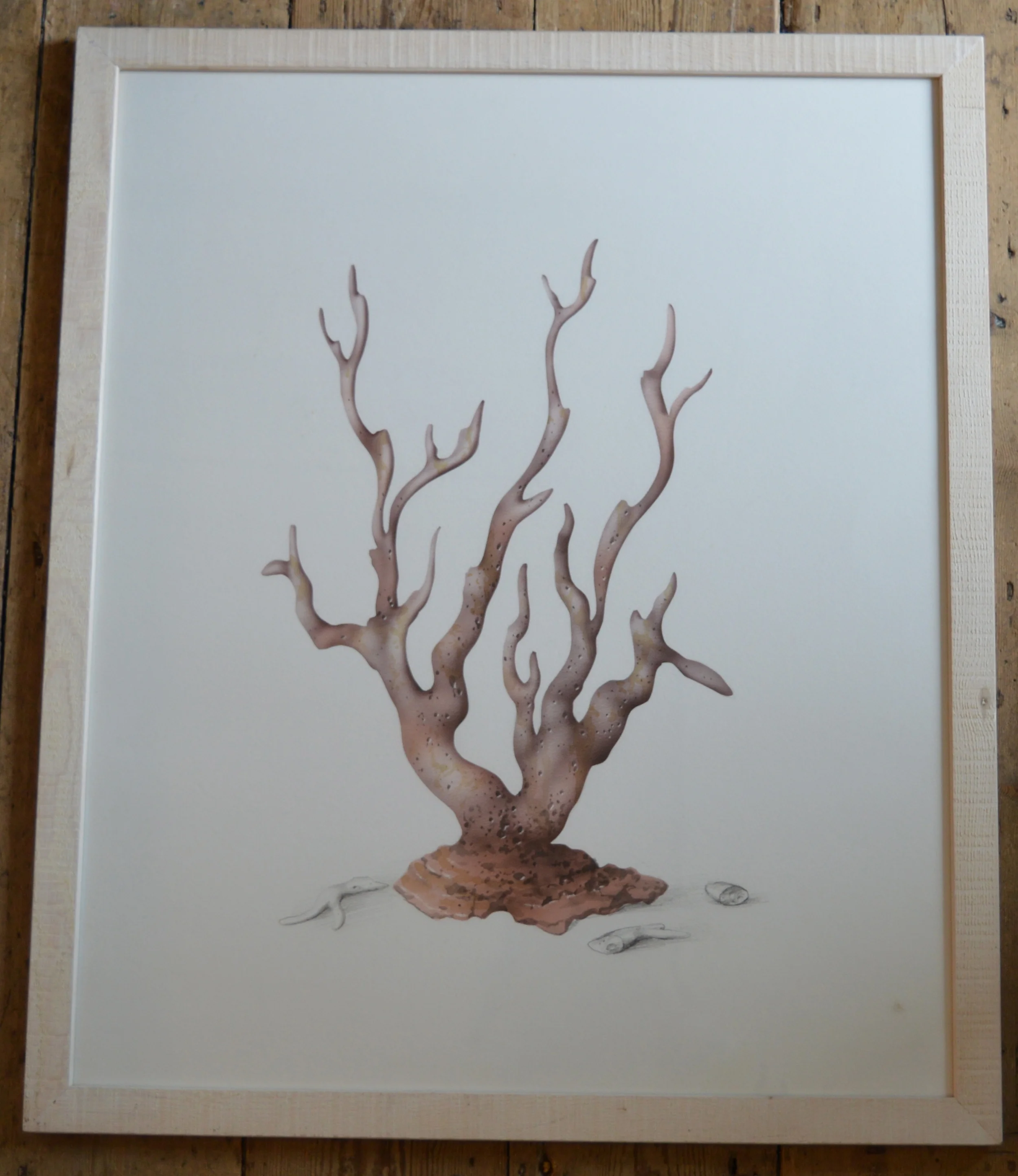 Coral, watercolour, Dimensions: 72cm x 61cm, framed and signed