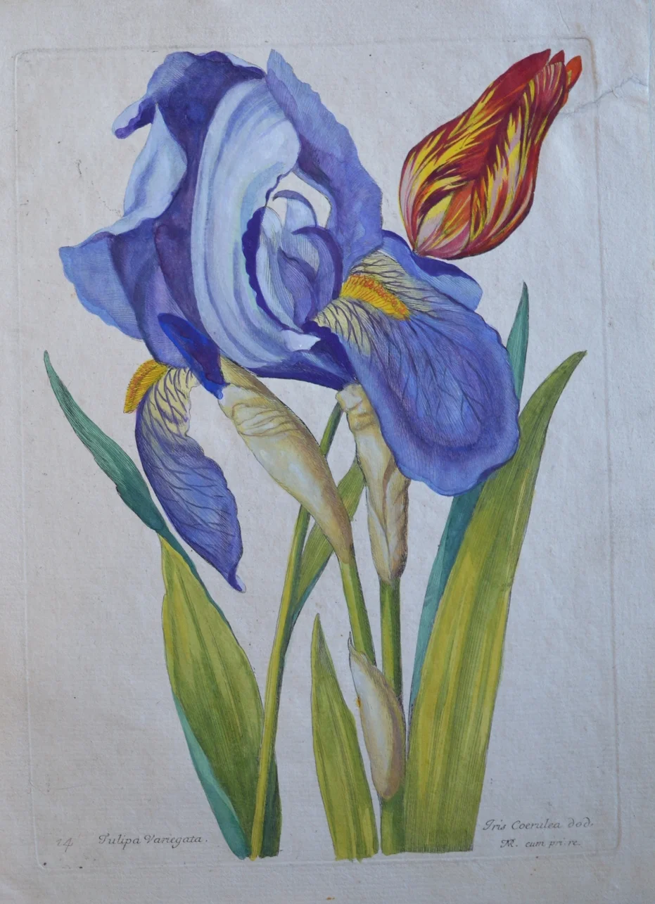 Nicolas Robert, 'Tulipa Variegata'