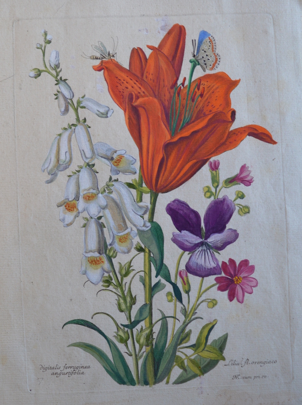 Nicolas Robert, 'Liliu fl, orengiaco'