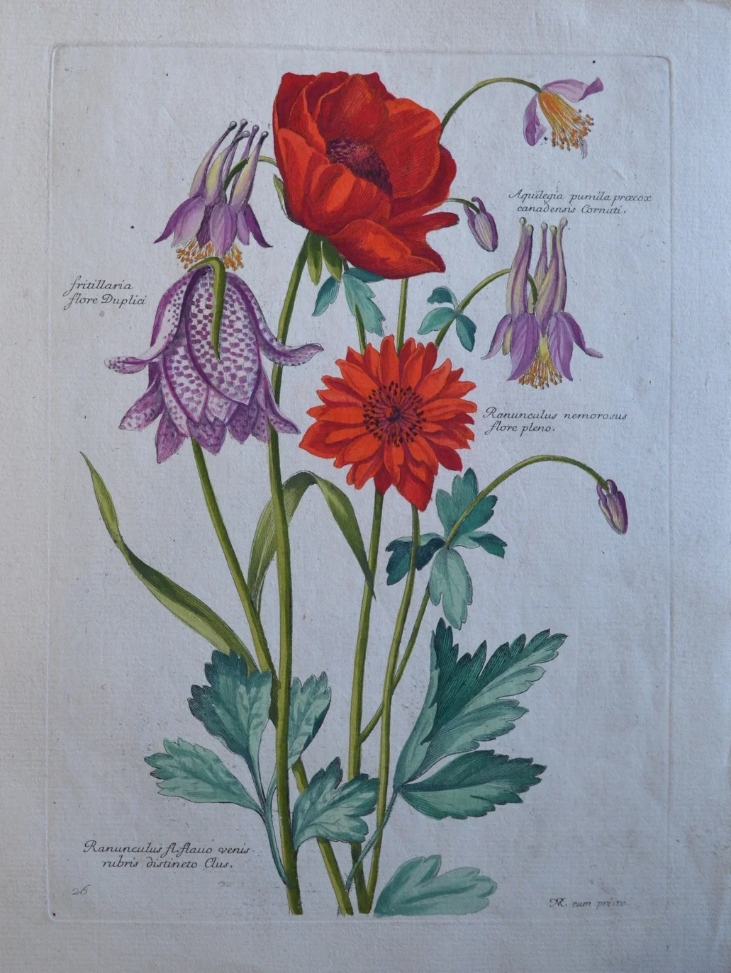 Nicolas Robert, 'Ranunculus fl.flaus venis rubris'