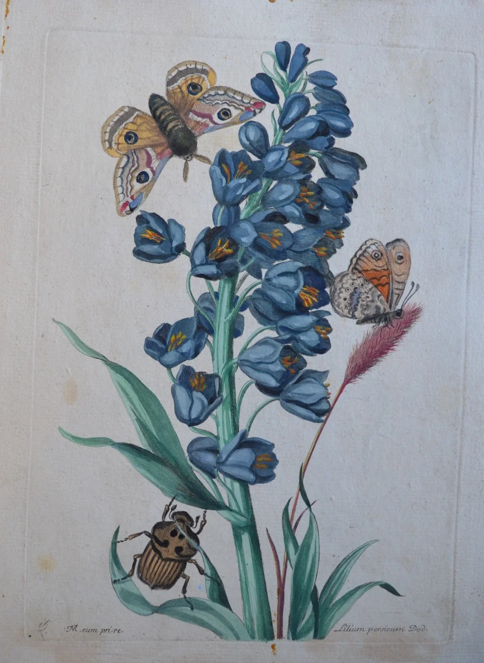 Nicolas Robert, ' 'Lilium persocirro'