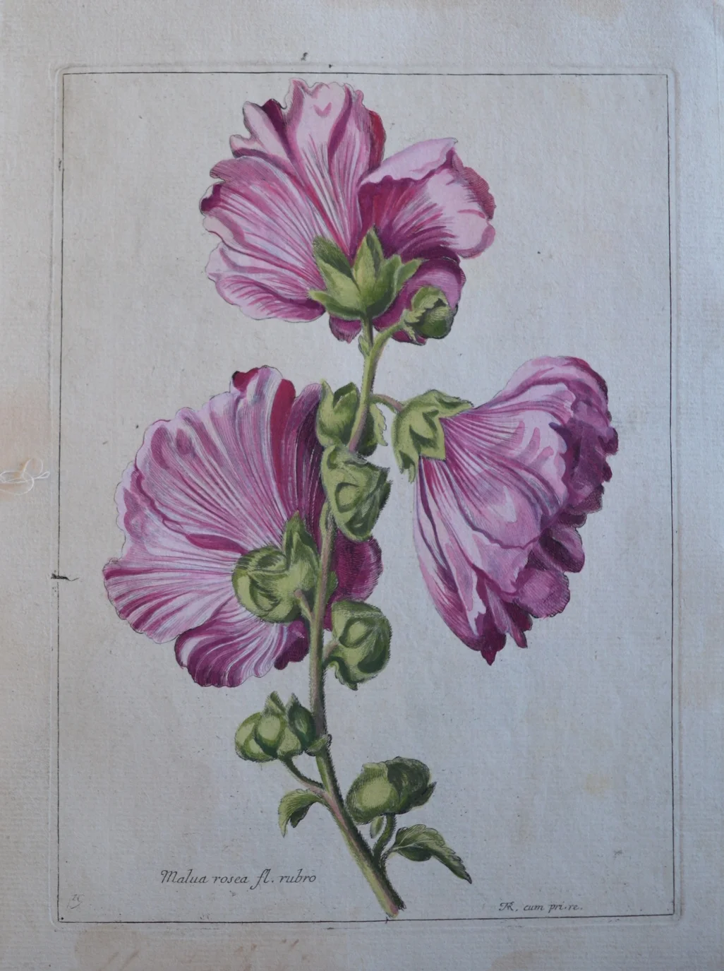 Nicolas Robert, 'Malua rosea fl. rubro'