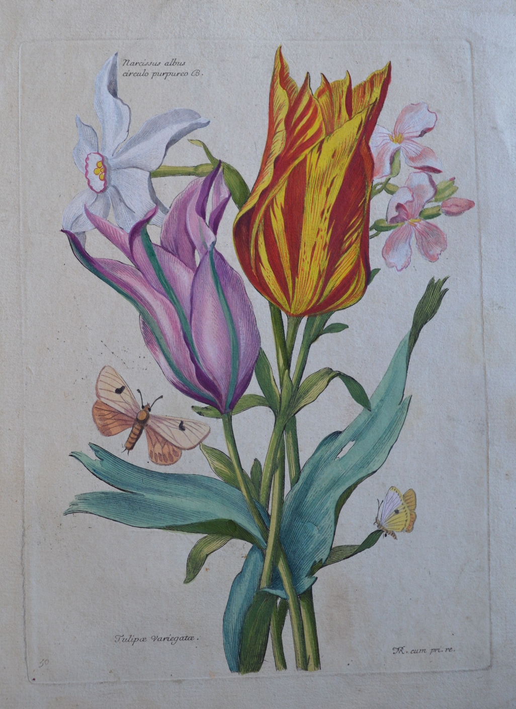 Nicolas Robert, 'Tulipe Varoegatoe'