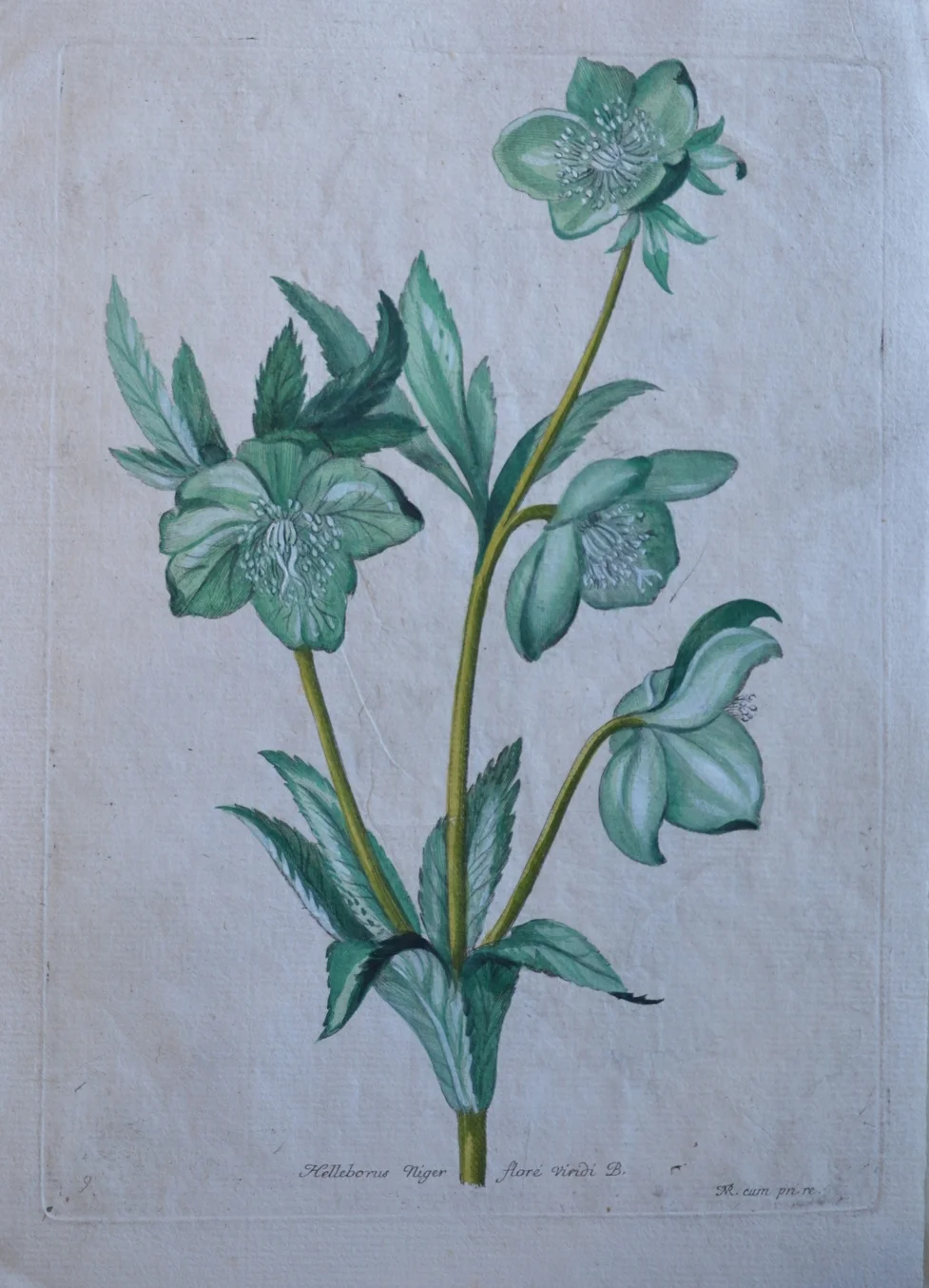 Nicolas Robert, 'Helleborrus'