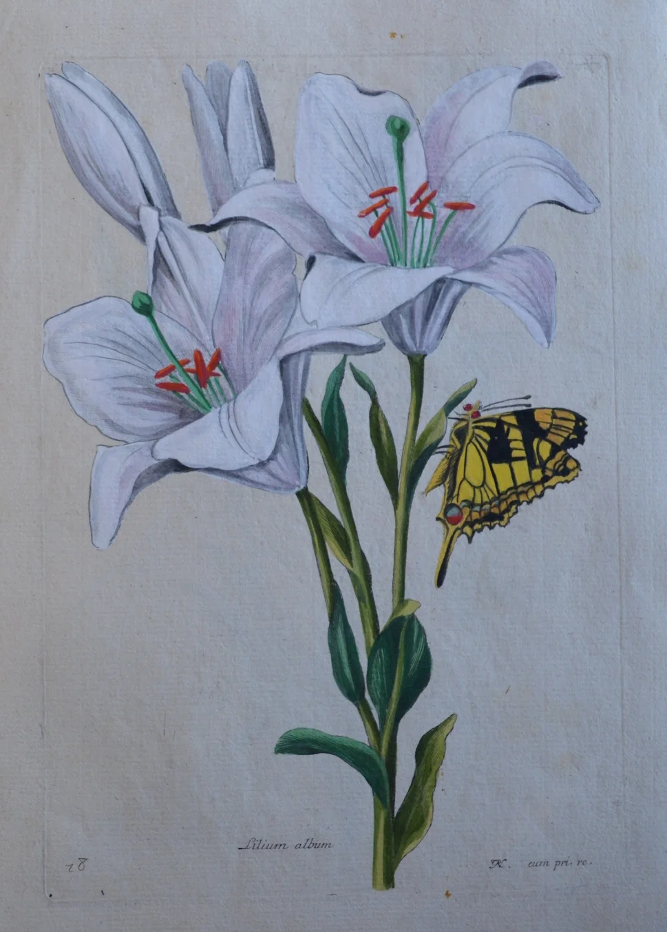 Nicolas Robert, ' Lilium album'