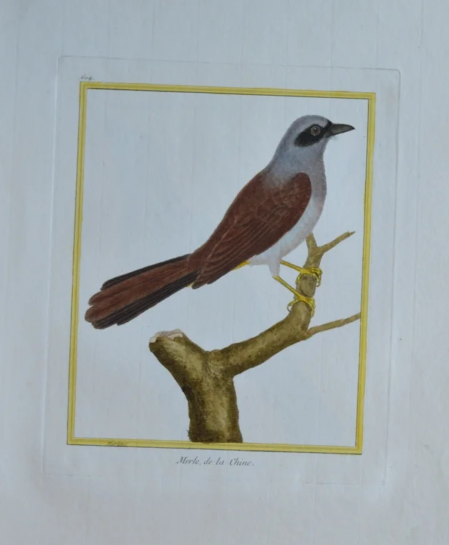 Dimensions unframed: 47cm x 29cm