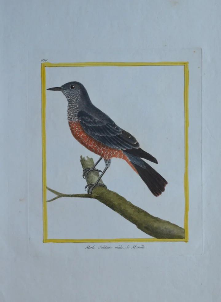 Dimensions unframed: 47cm x 29cm