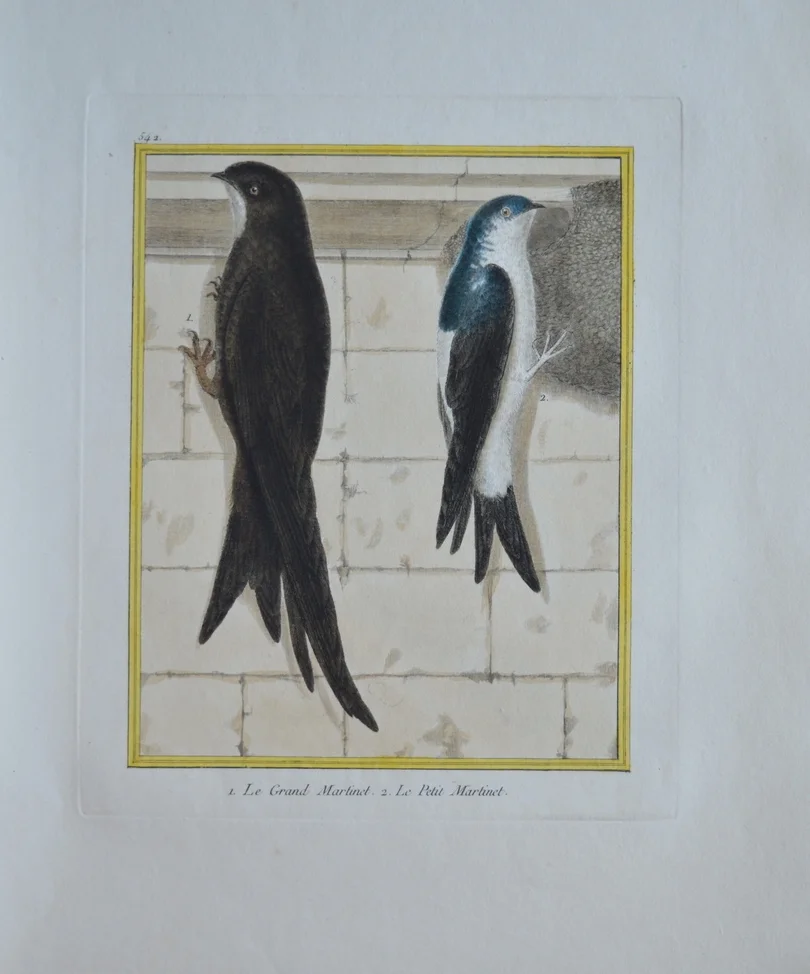 Dimensions unframed: 47cm x 29cm
