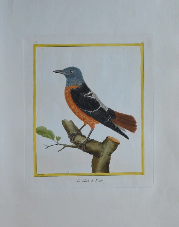 Dimensions unframed: 47cm x 29cm