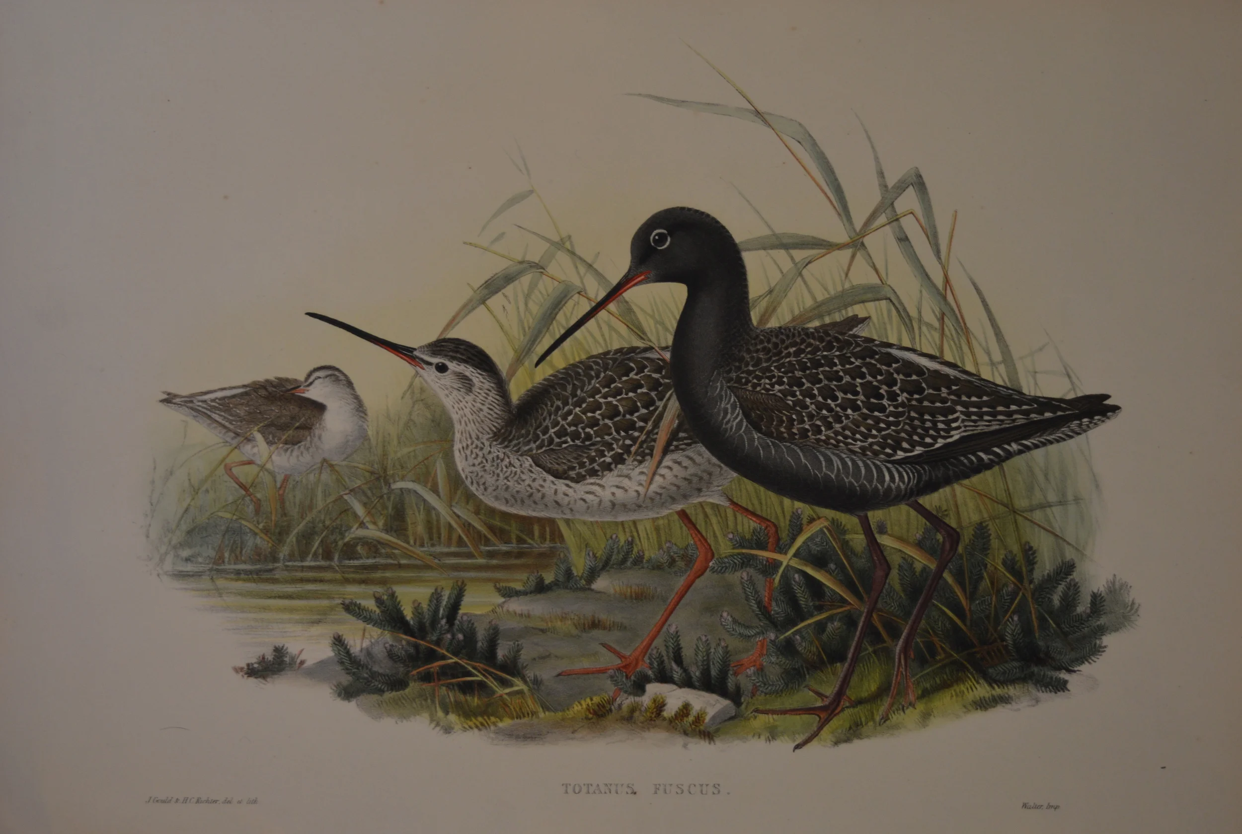 John Gould, 'Birds of Britain', Dimensions: 29cm x 47cm