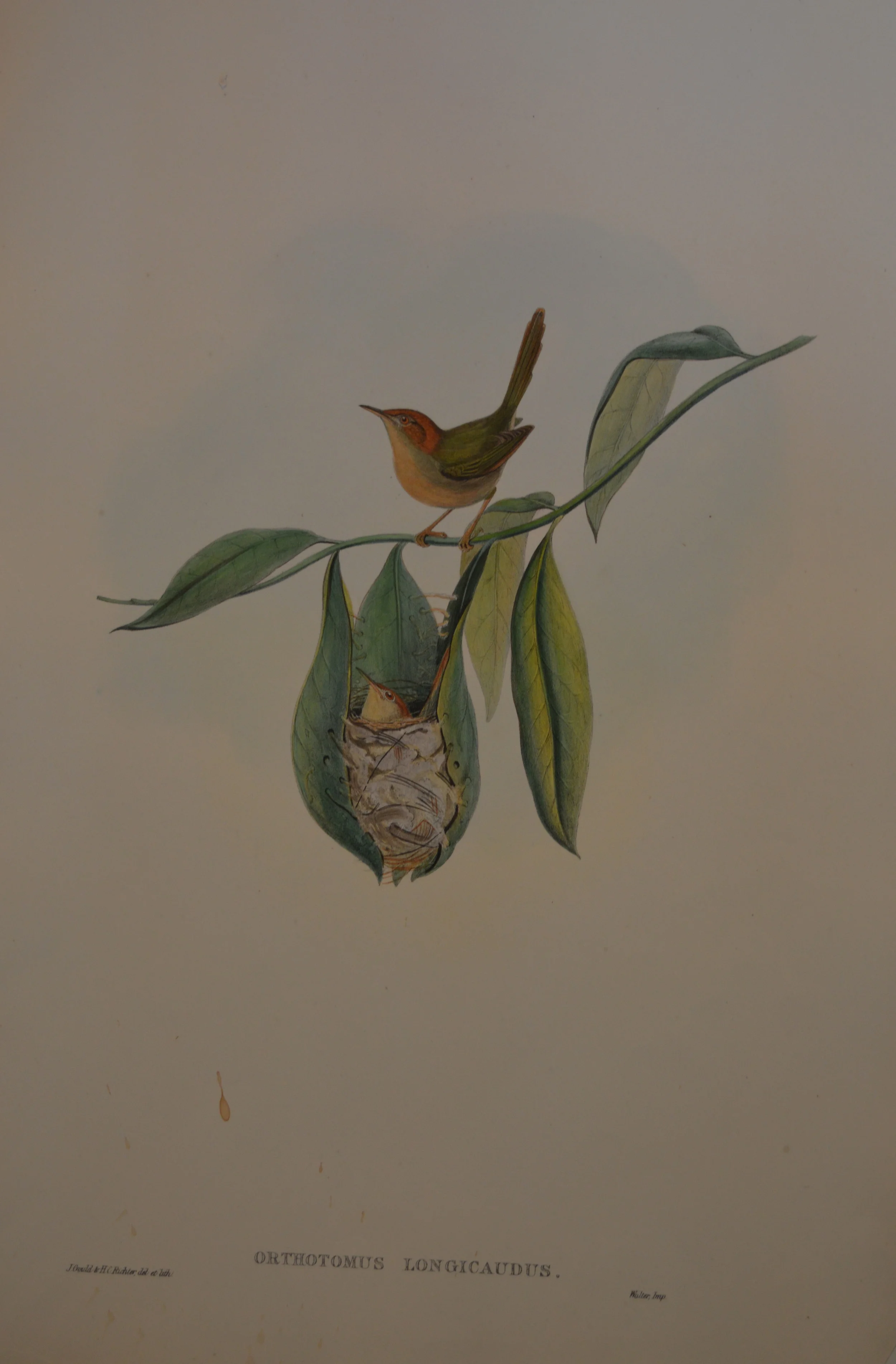 John Gould, 'Birds of Britain', Dimensions unframed: 47cm x 29cm