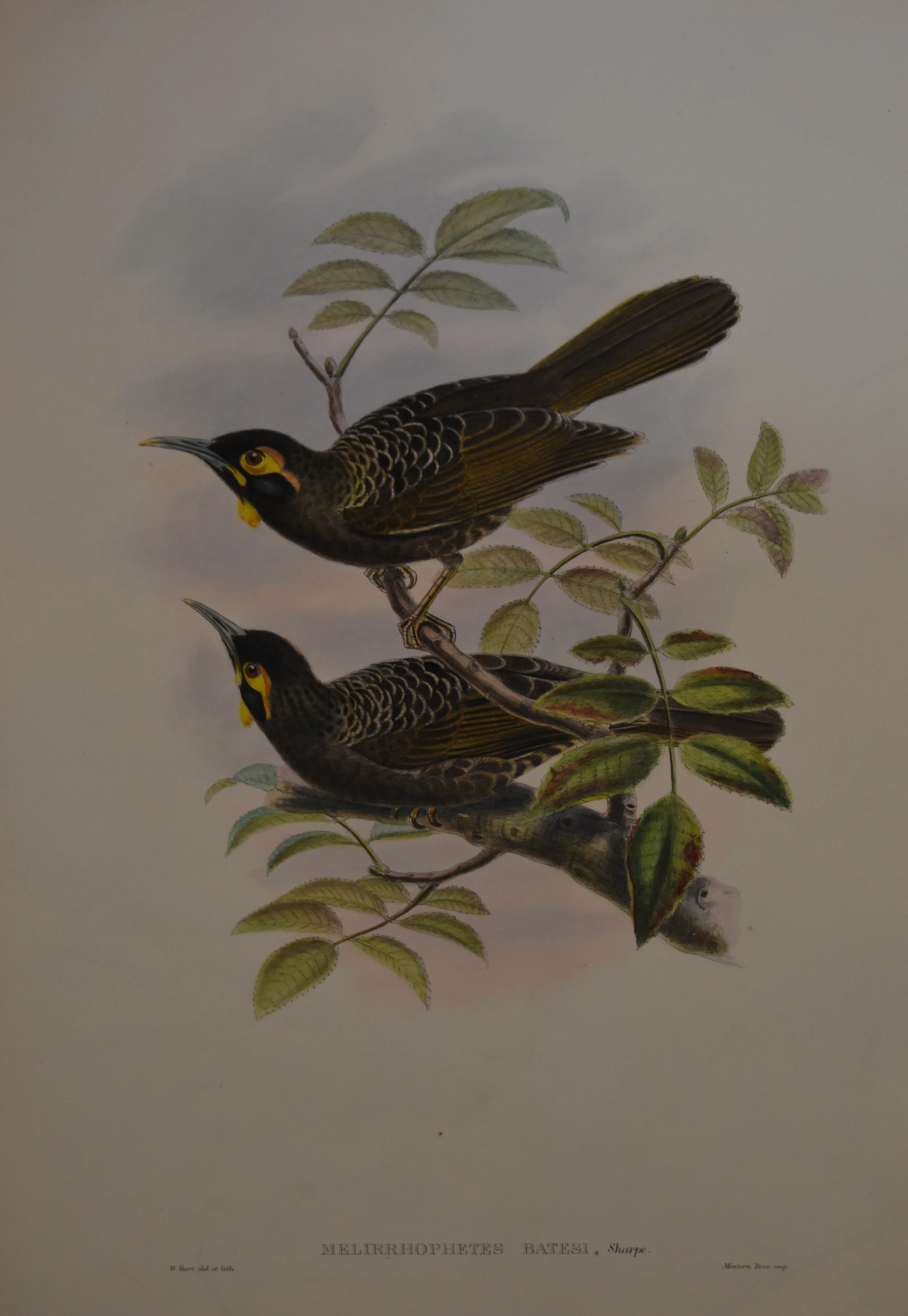 John Gould, 'Birds of Britain', Dimensions unframed: 47cm x 29cm