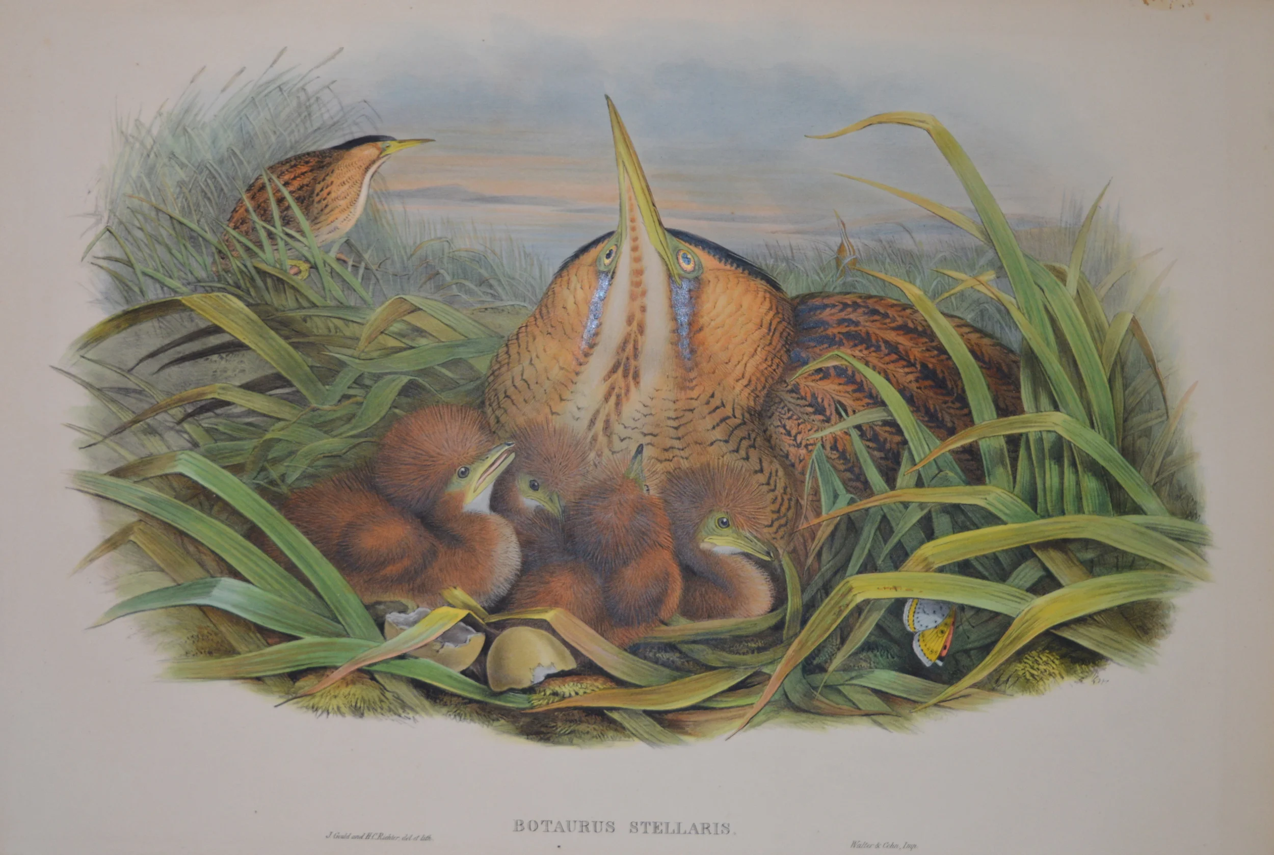 John Gould, 'Birds of Britain'