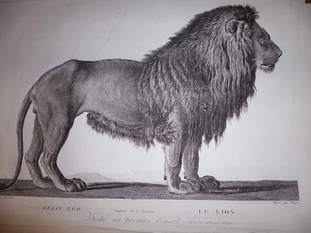 Lion Reproduction, can be made any size