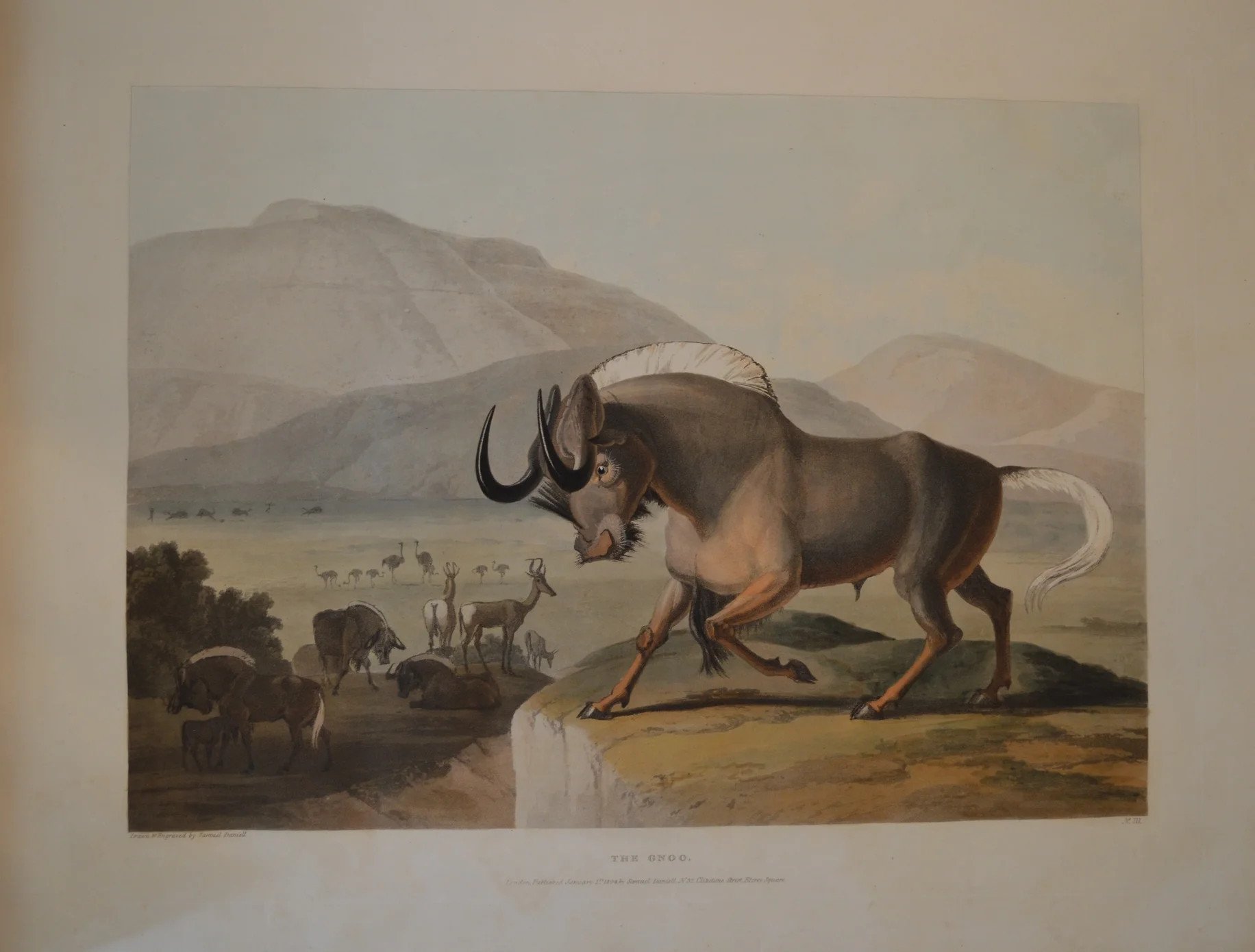 Samuell Daniell, Dimensions unframed: 58cm x 44cm