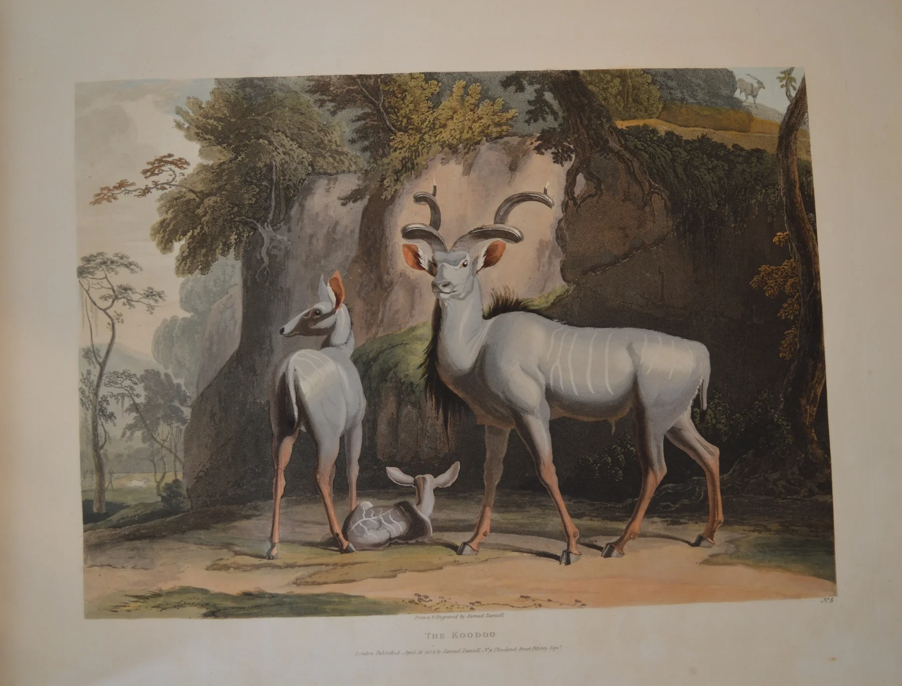 Samuell Daniell, Dimensions unframed: 58cm x 44cm