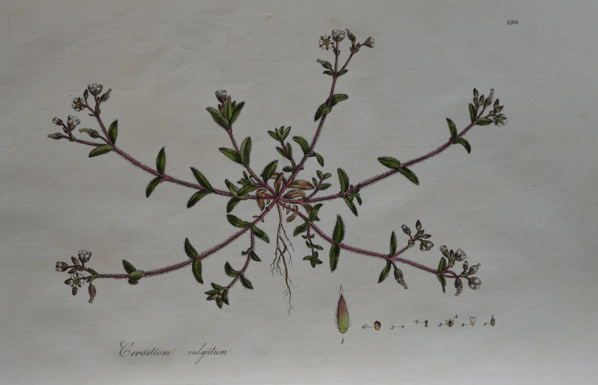Dimensions unframed: 27cm x 47cm