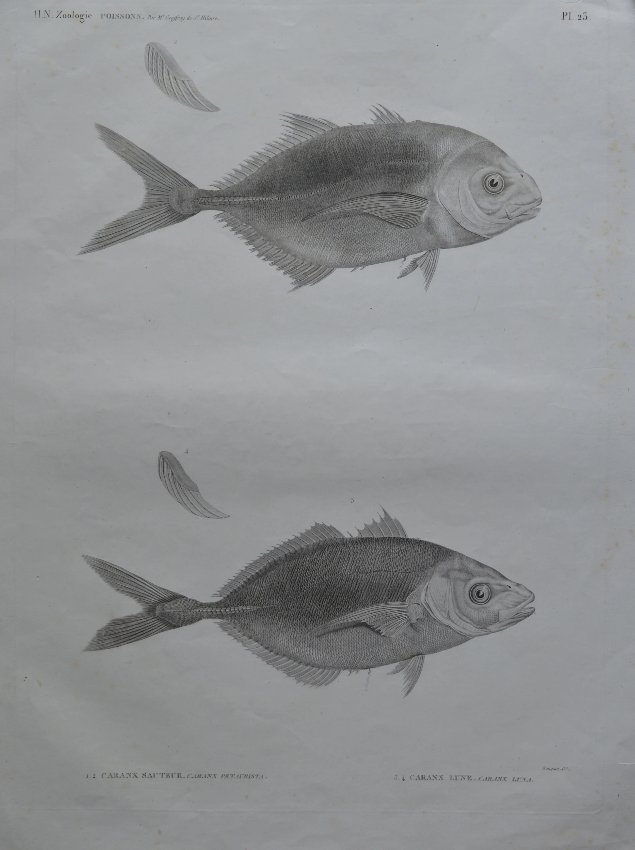 Dimensions unframed: 68cm x 50cm