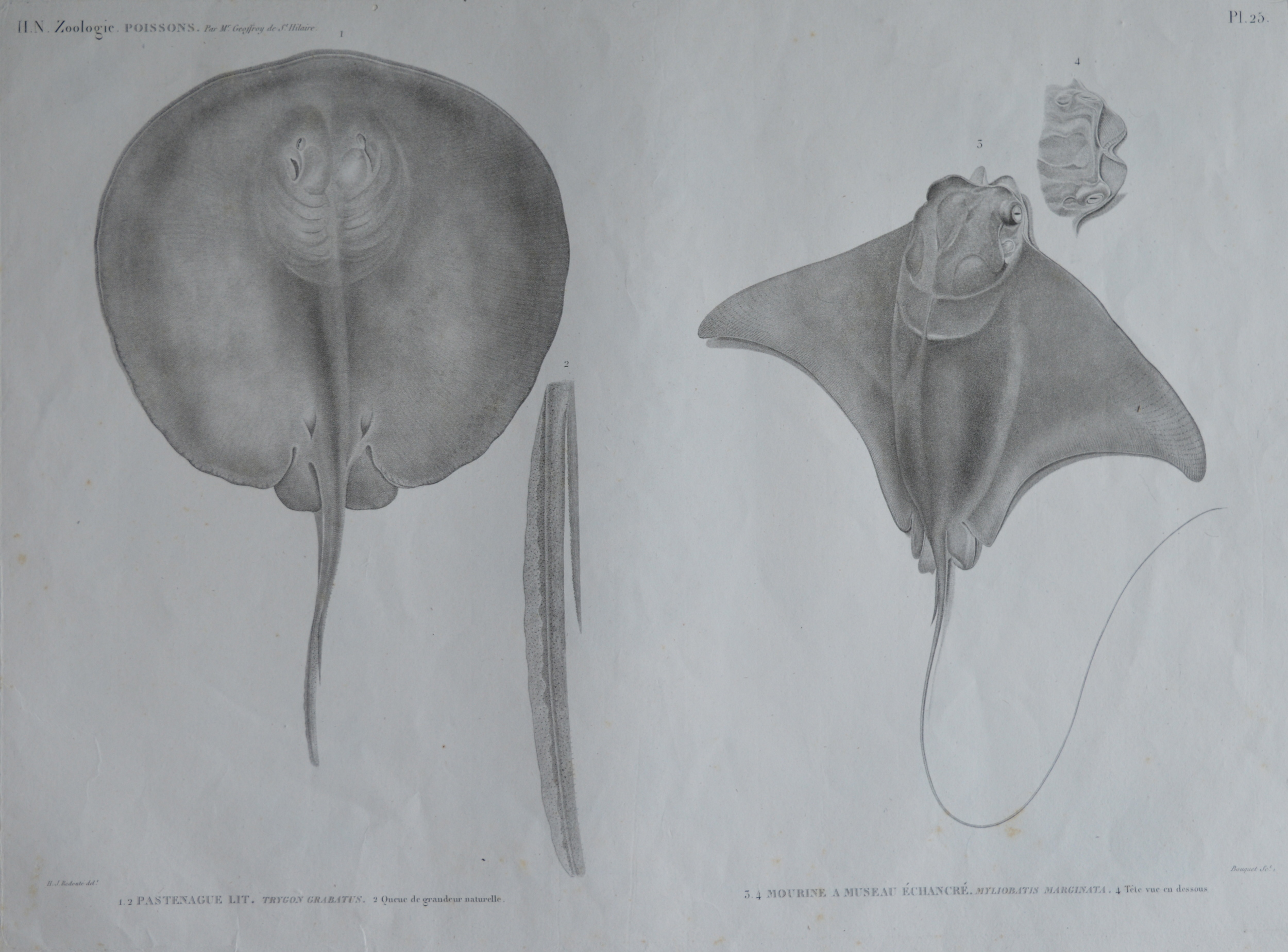 Dimensions unframed: 68cm x 50cm