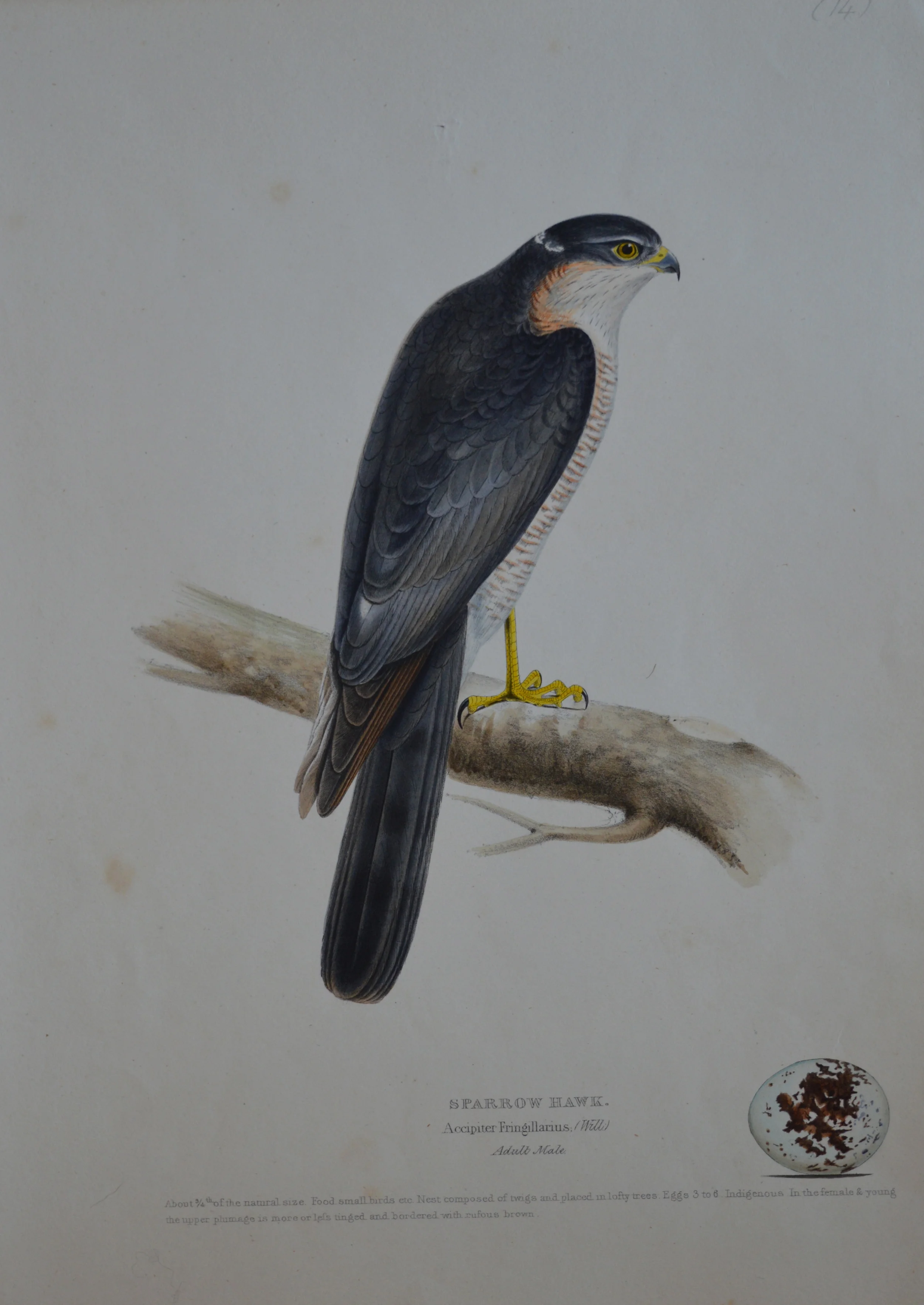 'Sparrow Hawk' by H.L Meyer, numbered, Dimensions 27cm x 36cm