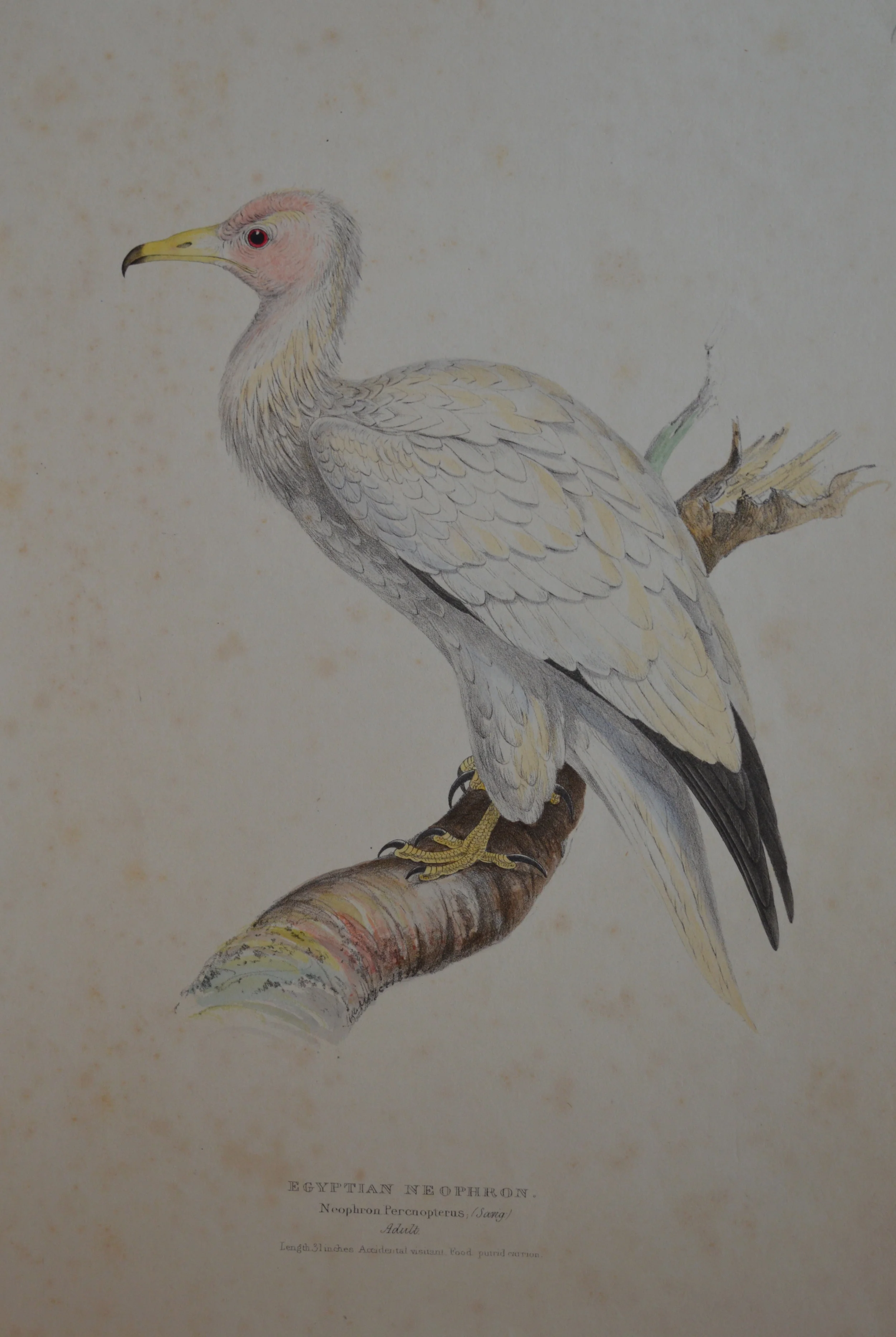 'Egyptian Neophron' by H.L Meyer, numbered, Dimensions 27cm x 36cm