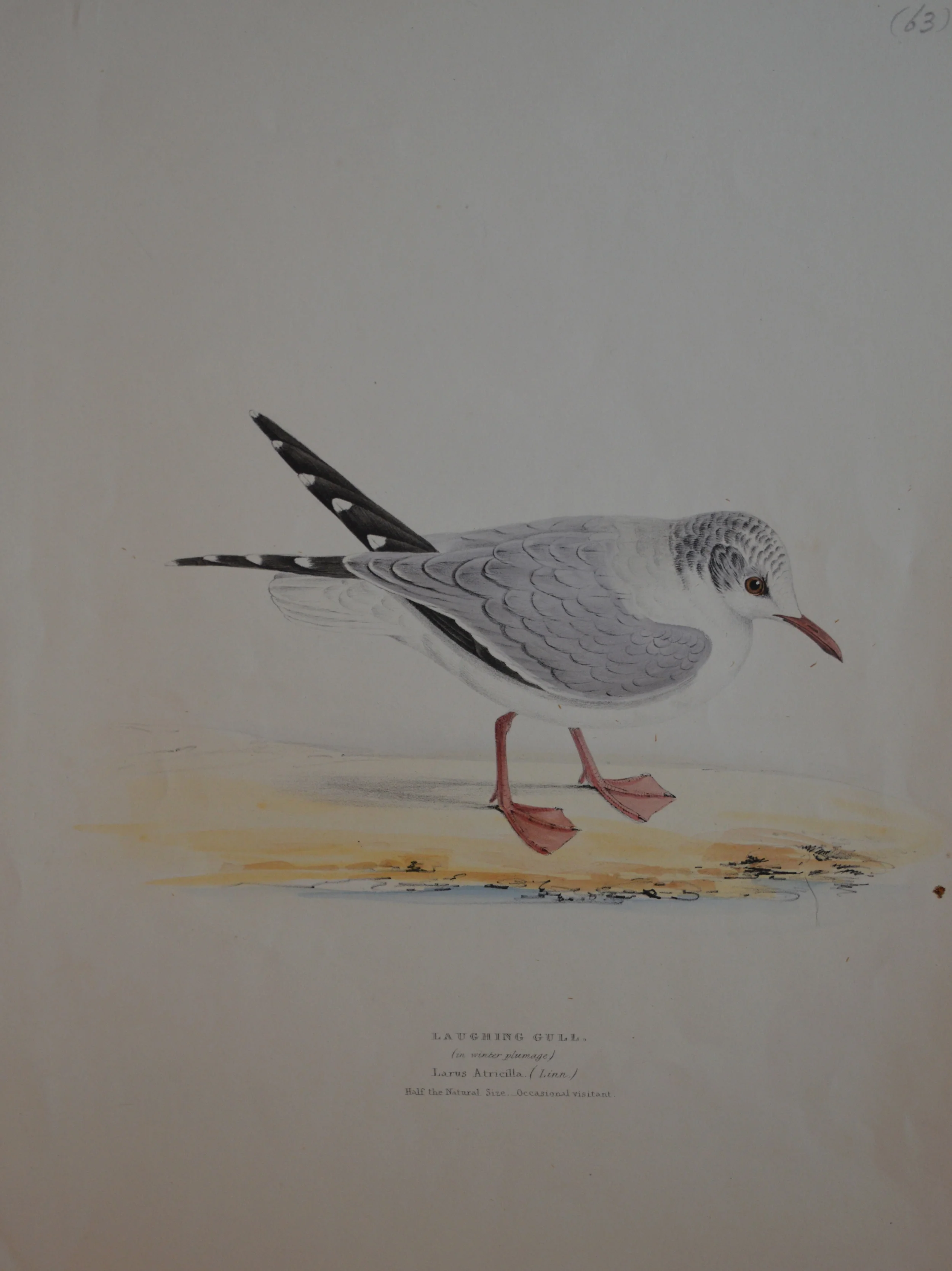 'Laughing gull' by H.L Meyer, numbered, Dimensions 27cm x 36cm