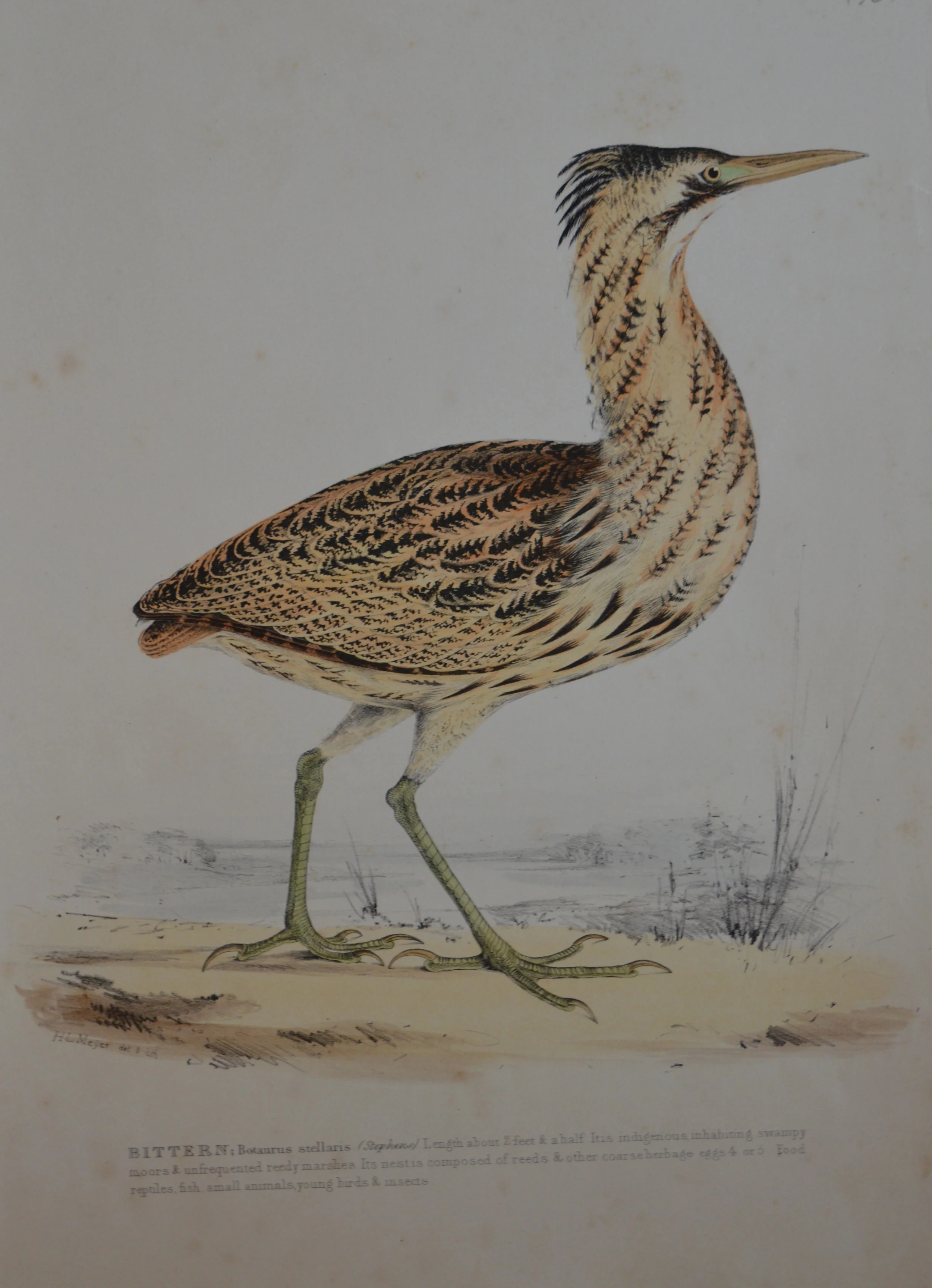 'Bittern' by H.L Meyer, numbered, Dimensions 27cm x 36cm