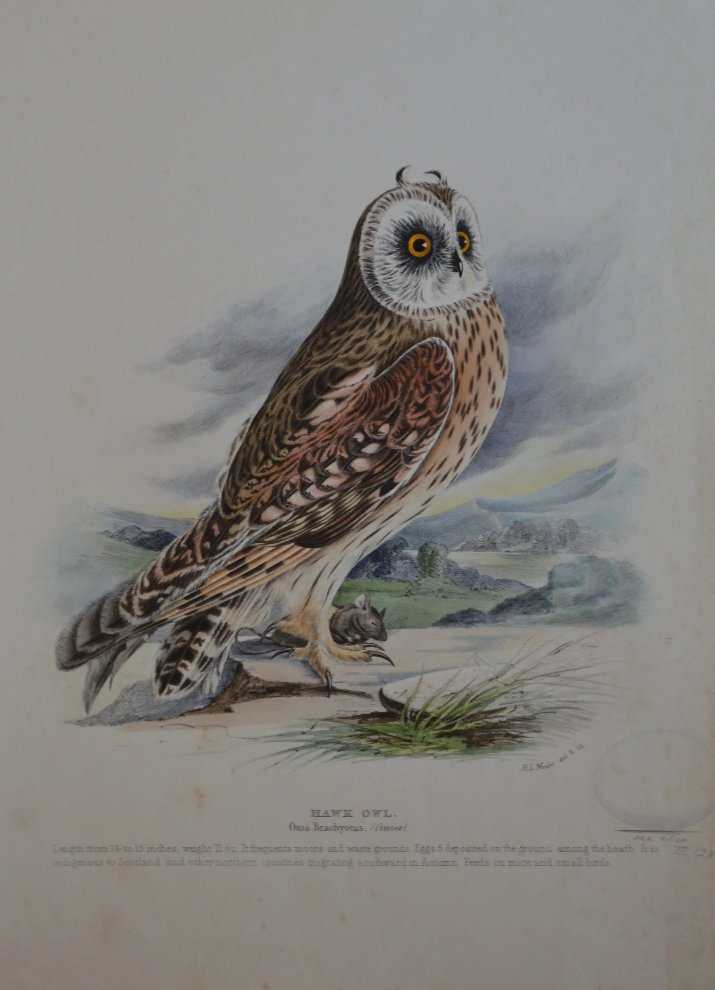 'Hawk Owl' by H.L Meyer, numbered, Dimensions 27cm x 36cm