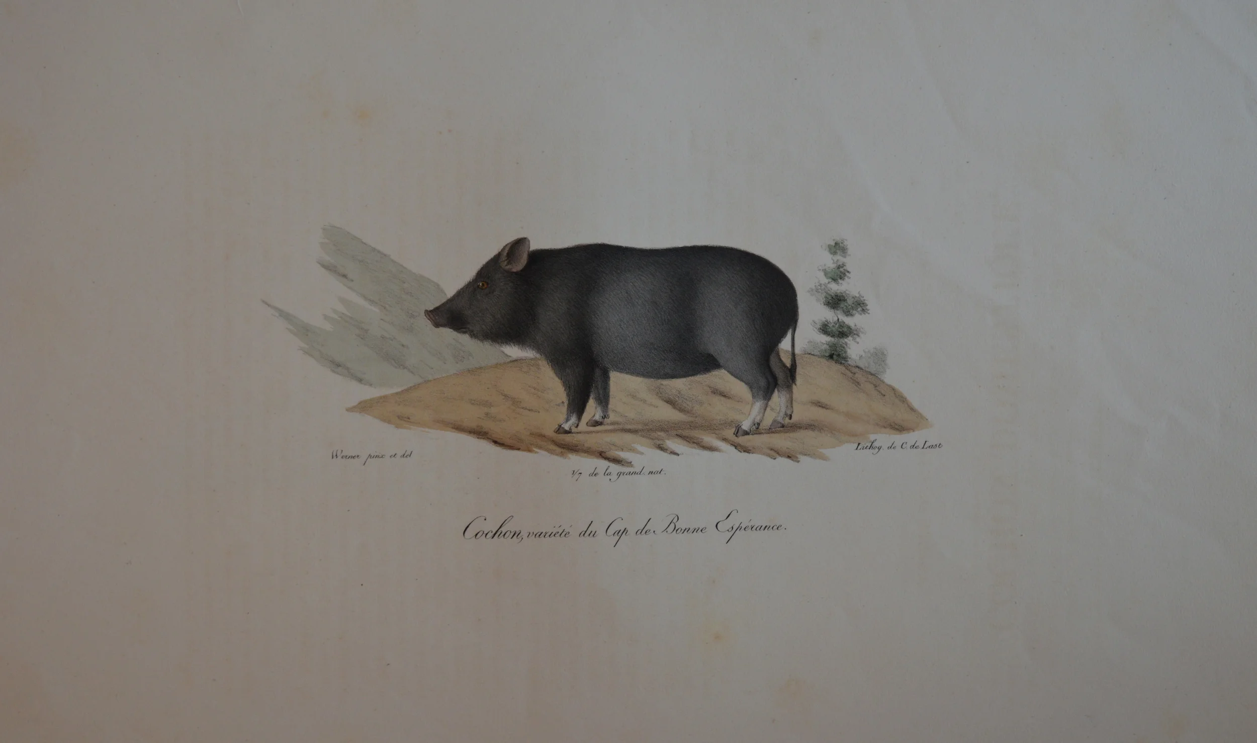 'Cochon'