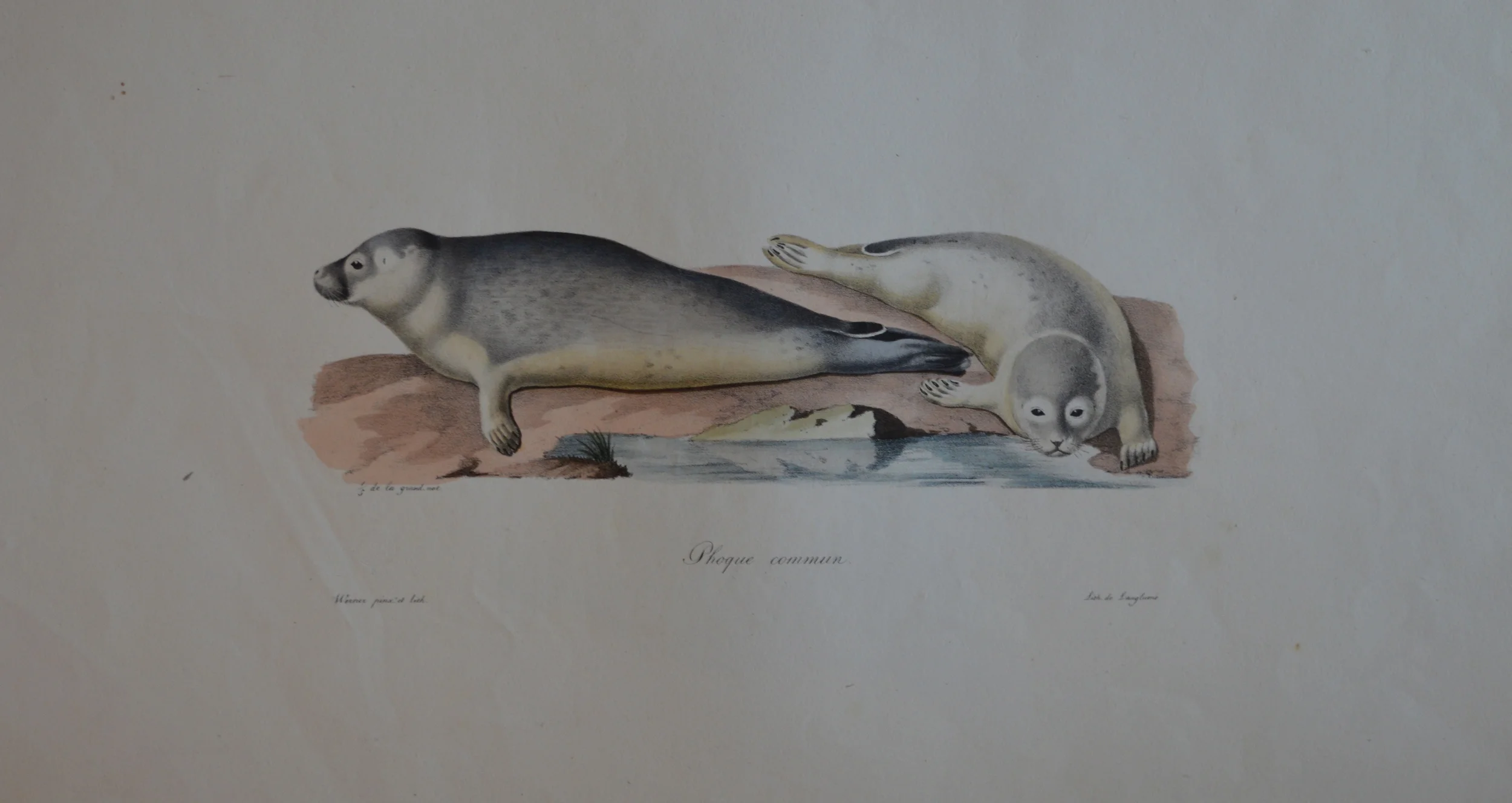 'Phoque commun'