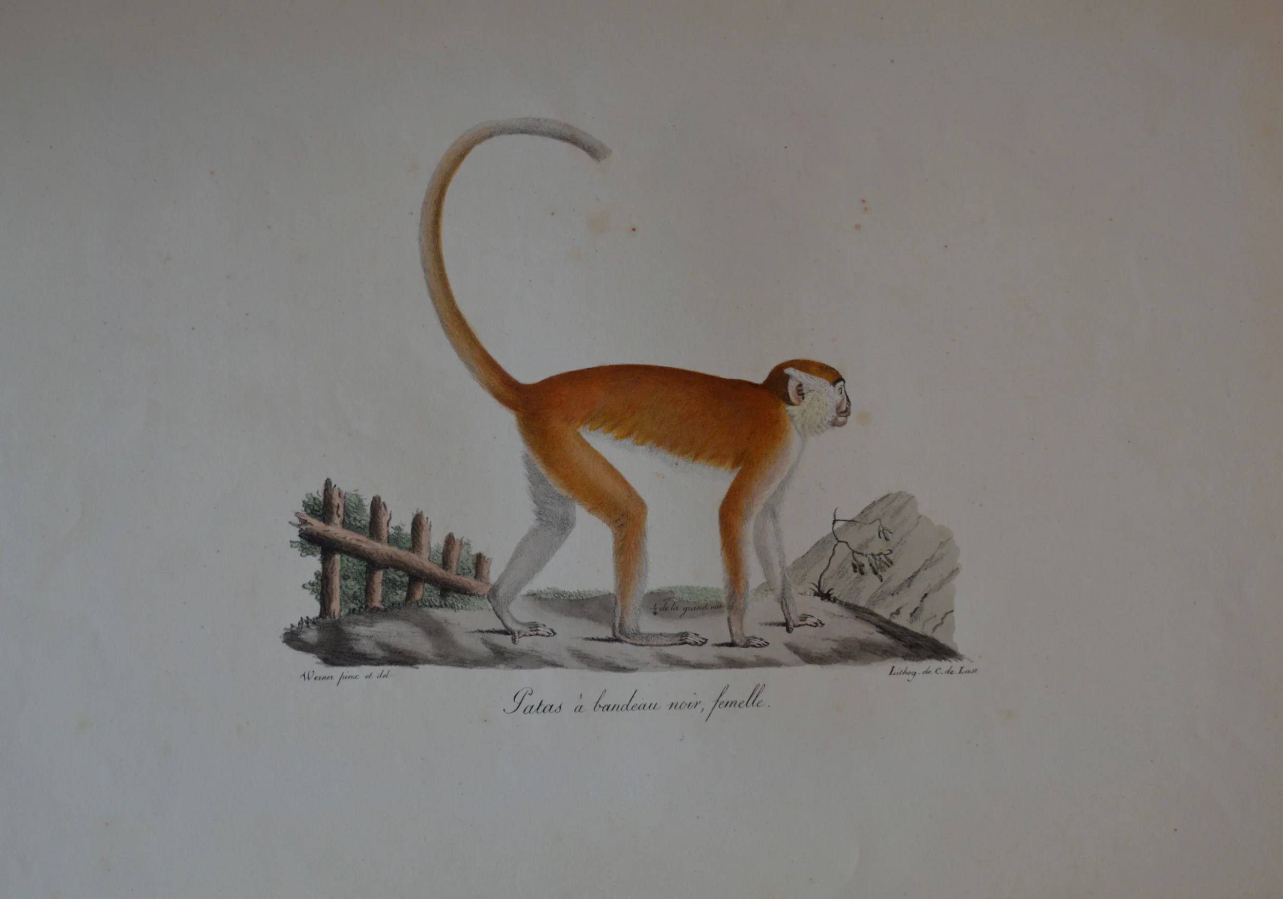 'Patas a bandeau noir' female