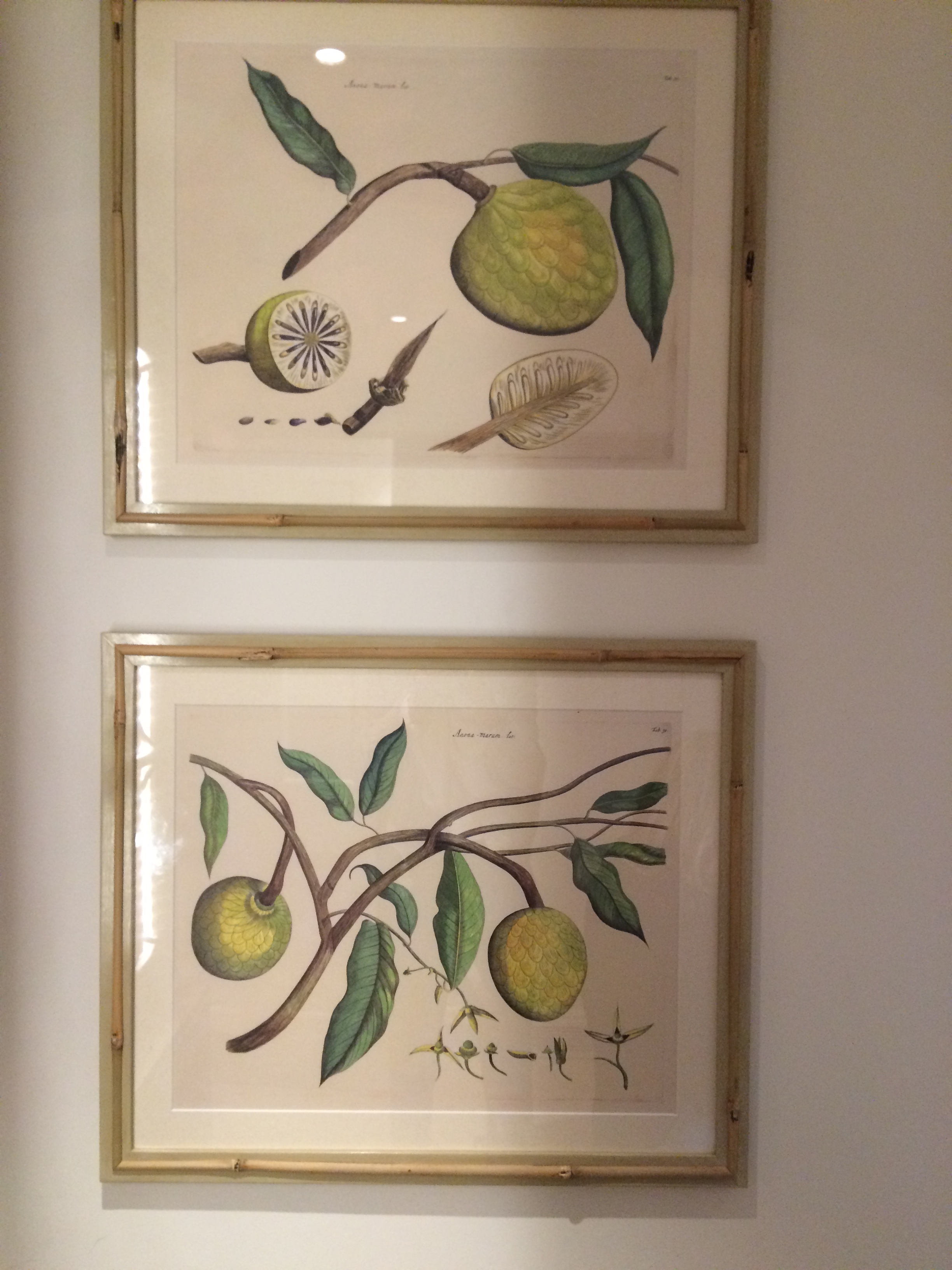 hortus malabaricus coloured.jpg