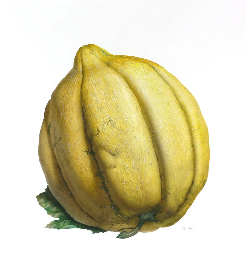 Melon_02.jpg
