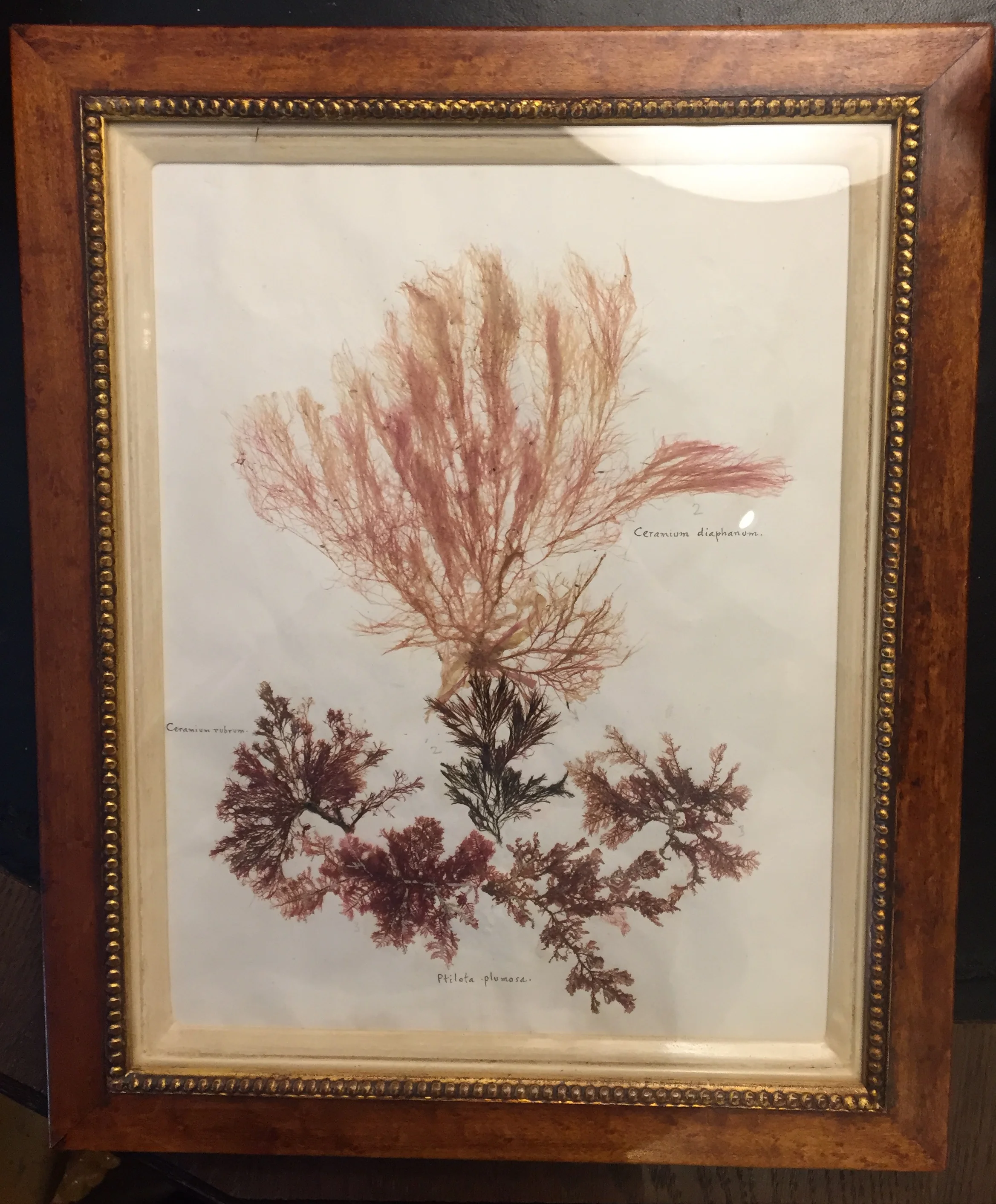 seaweed 2.jpg