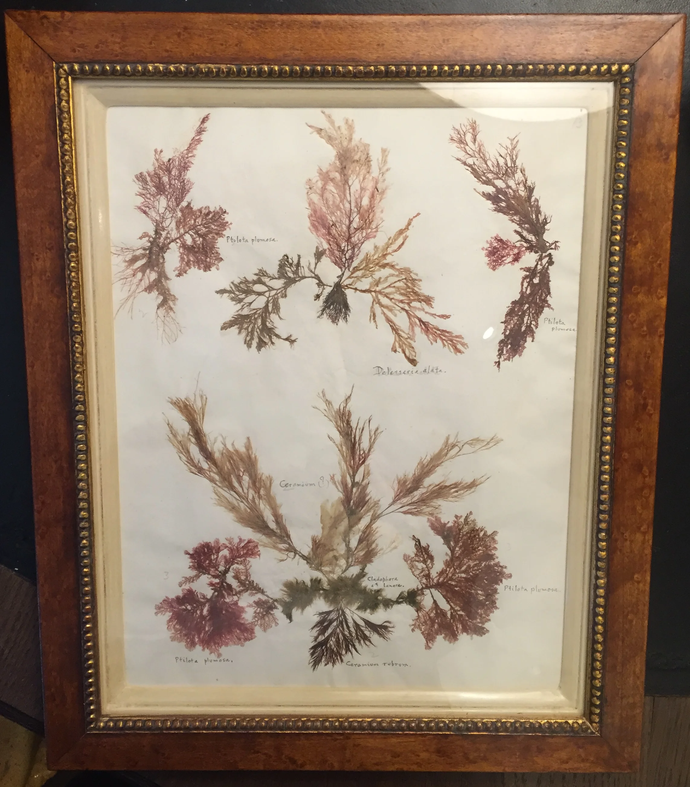seaweed 3.jpg