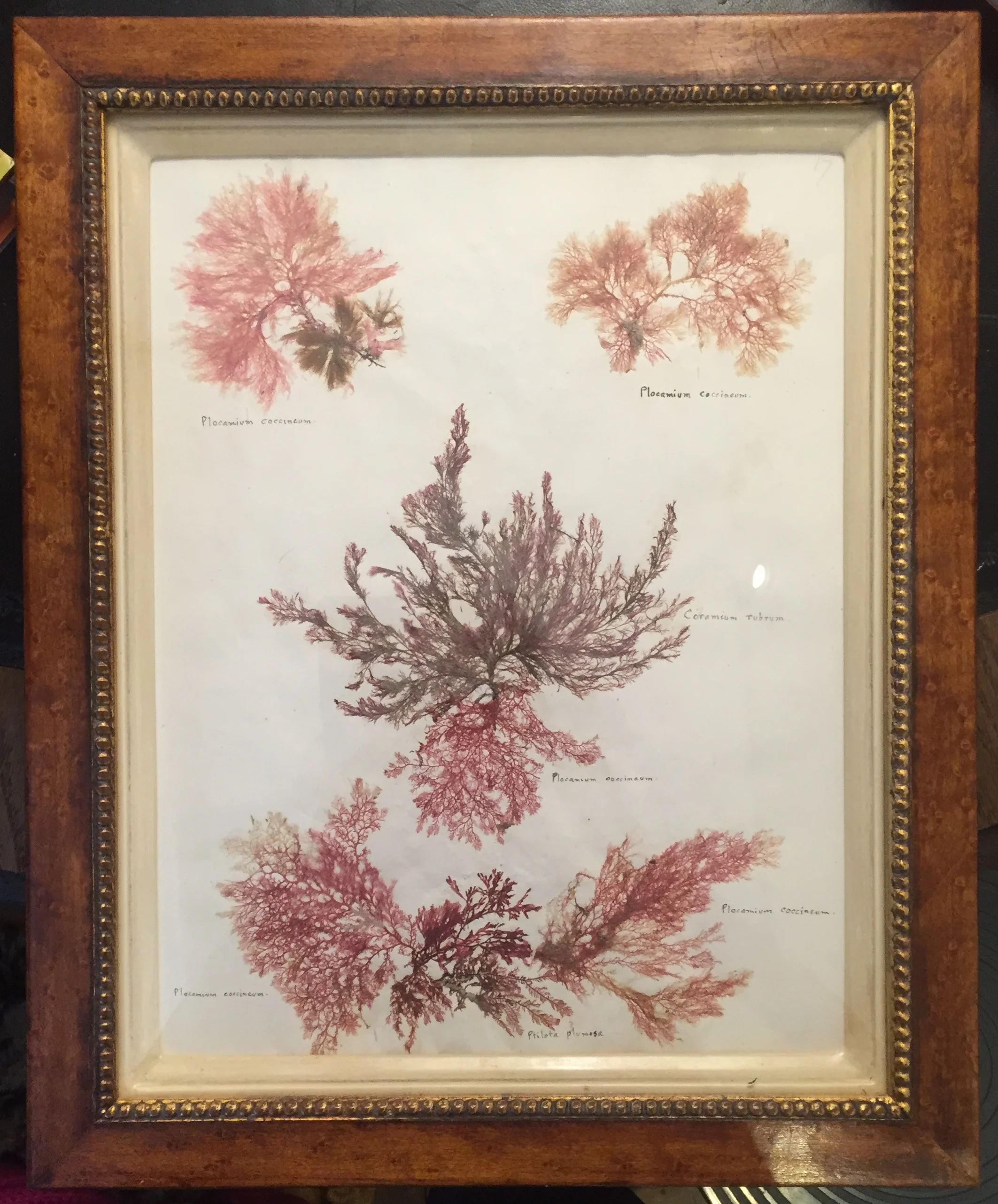 seaweed 4.jpg