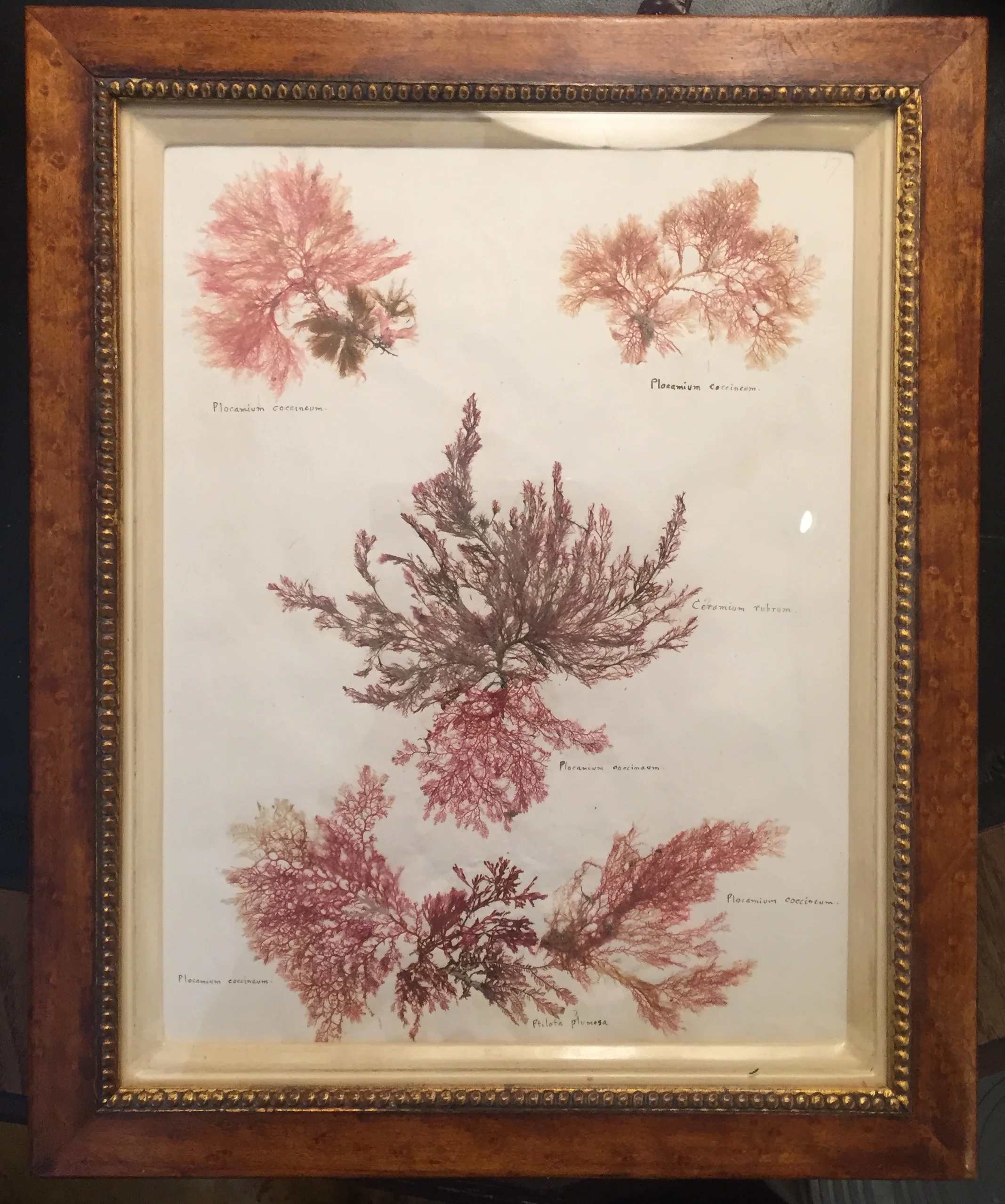 seaweed 5.jpg