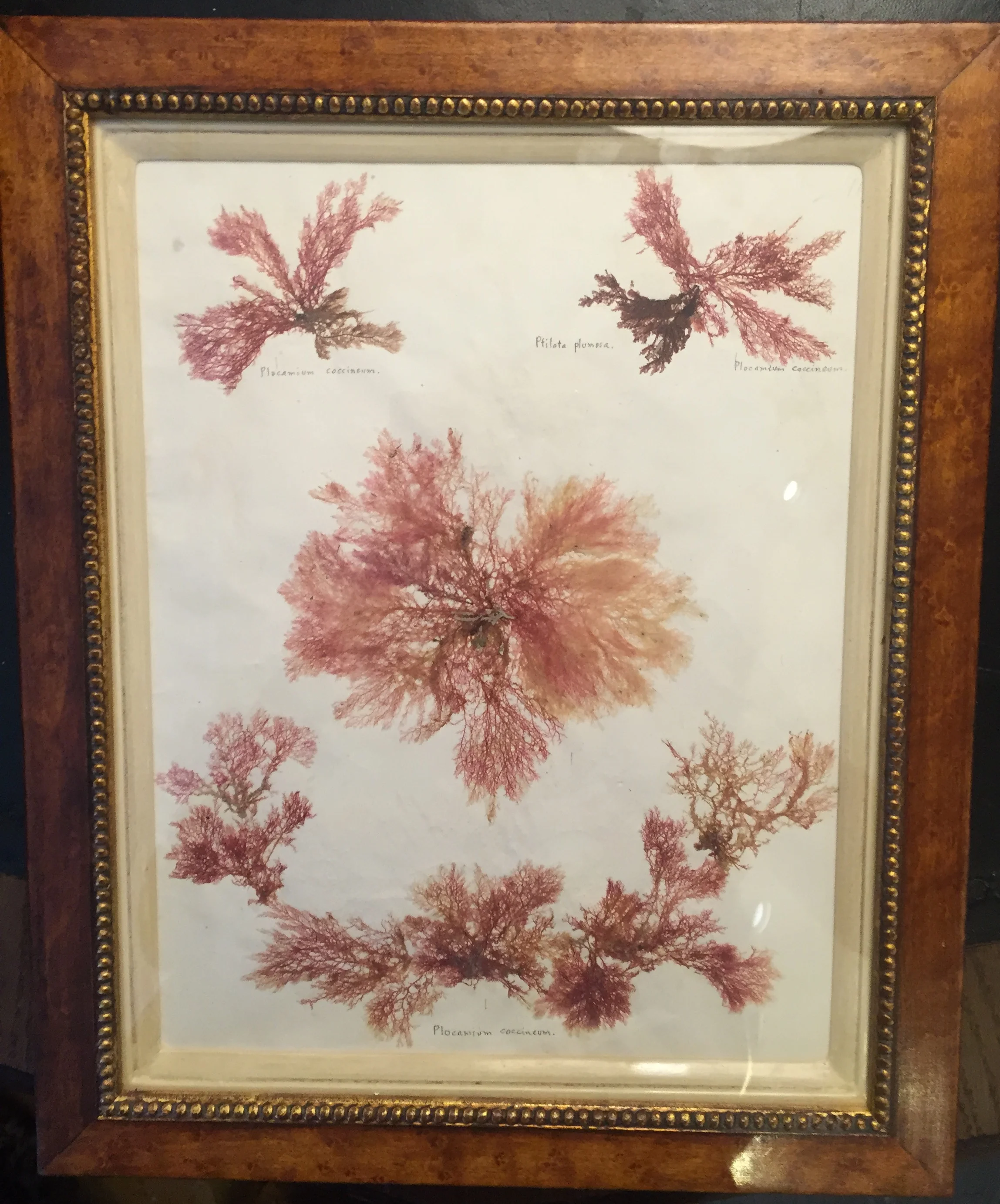 seaweed 6.jpg