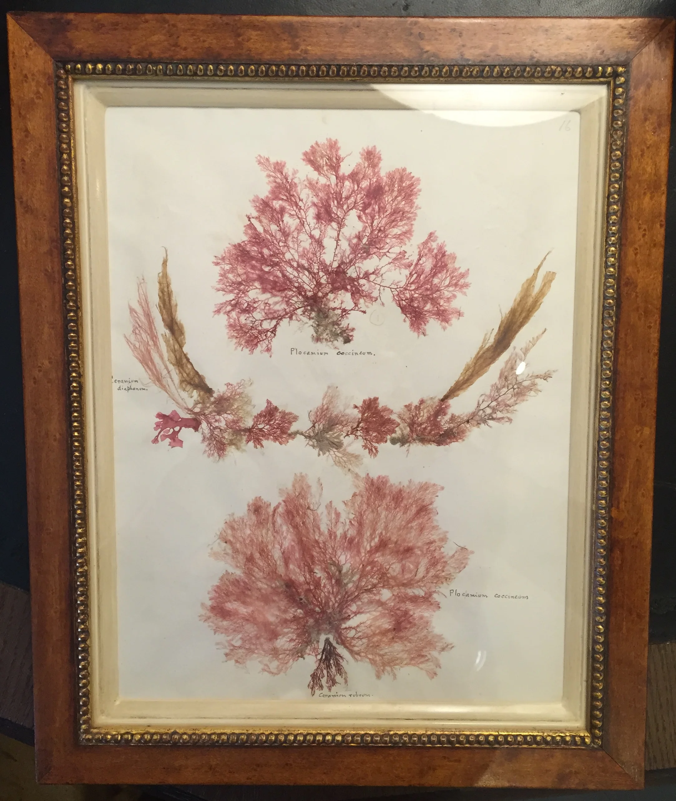 seaweed 7.jpg