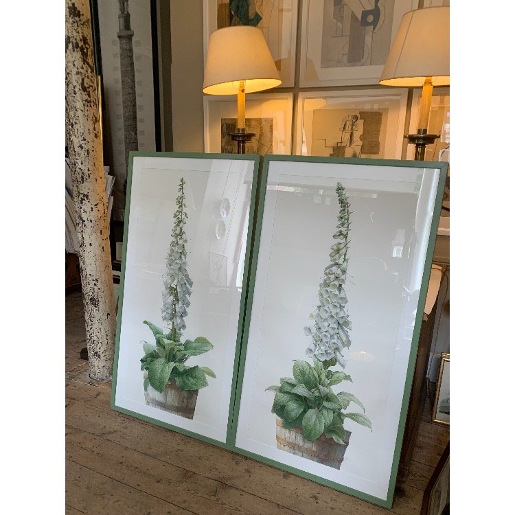 Pair of Foxgloves