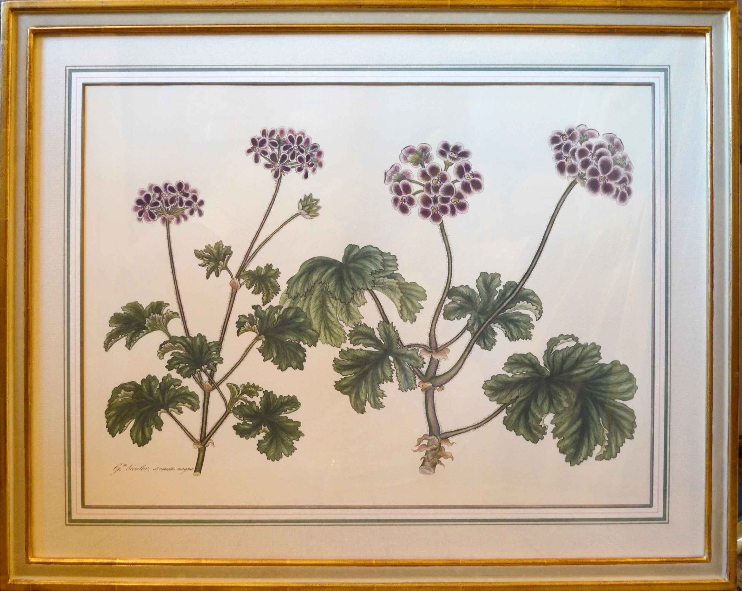 Geranium 2.jpg