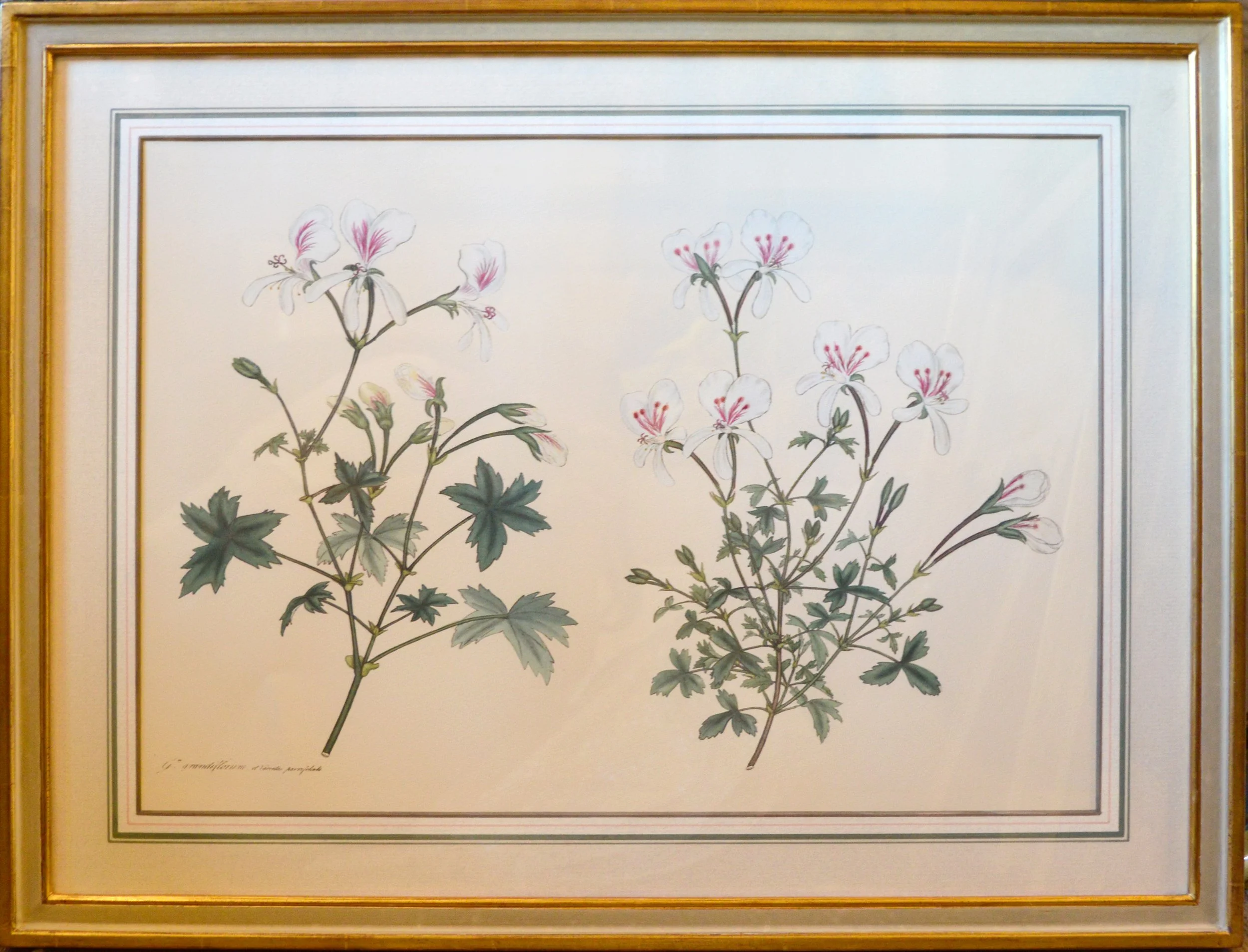 Geranium 3.jpg