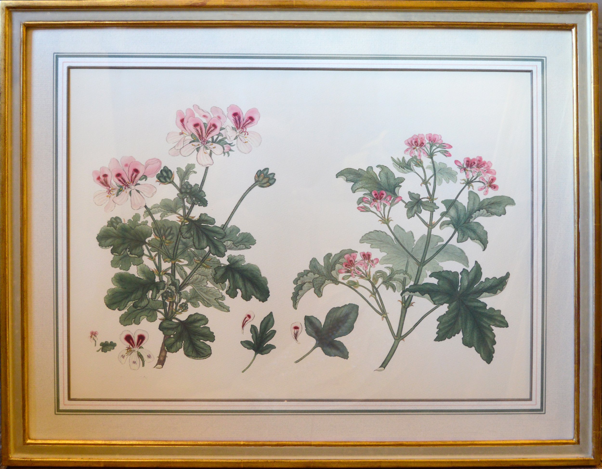 Geranium 4.jpg