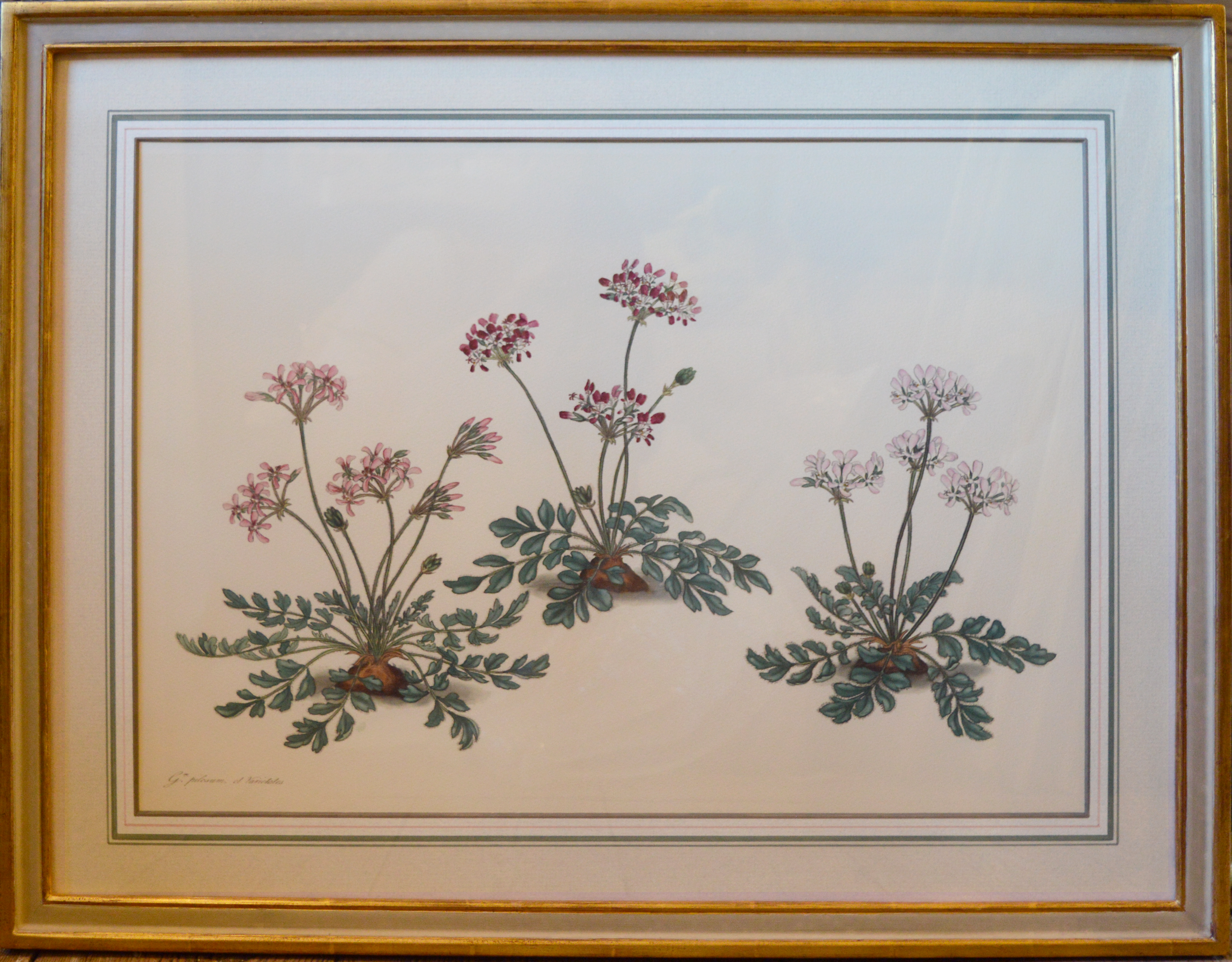 Geranium 1.png